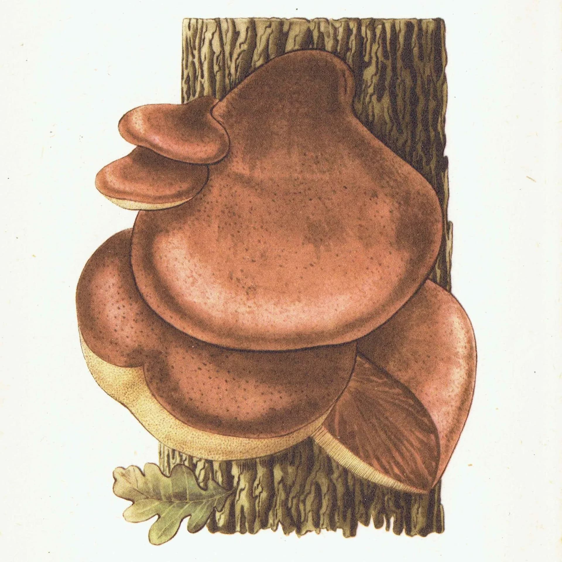 Vintage Mushroom Print - 1943 Ellenby Botanical Illustration