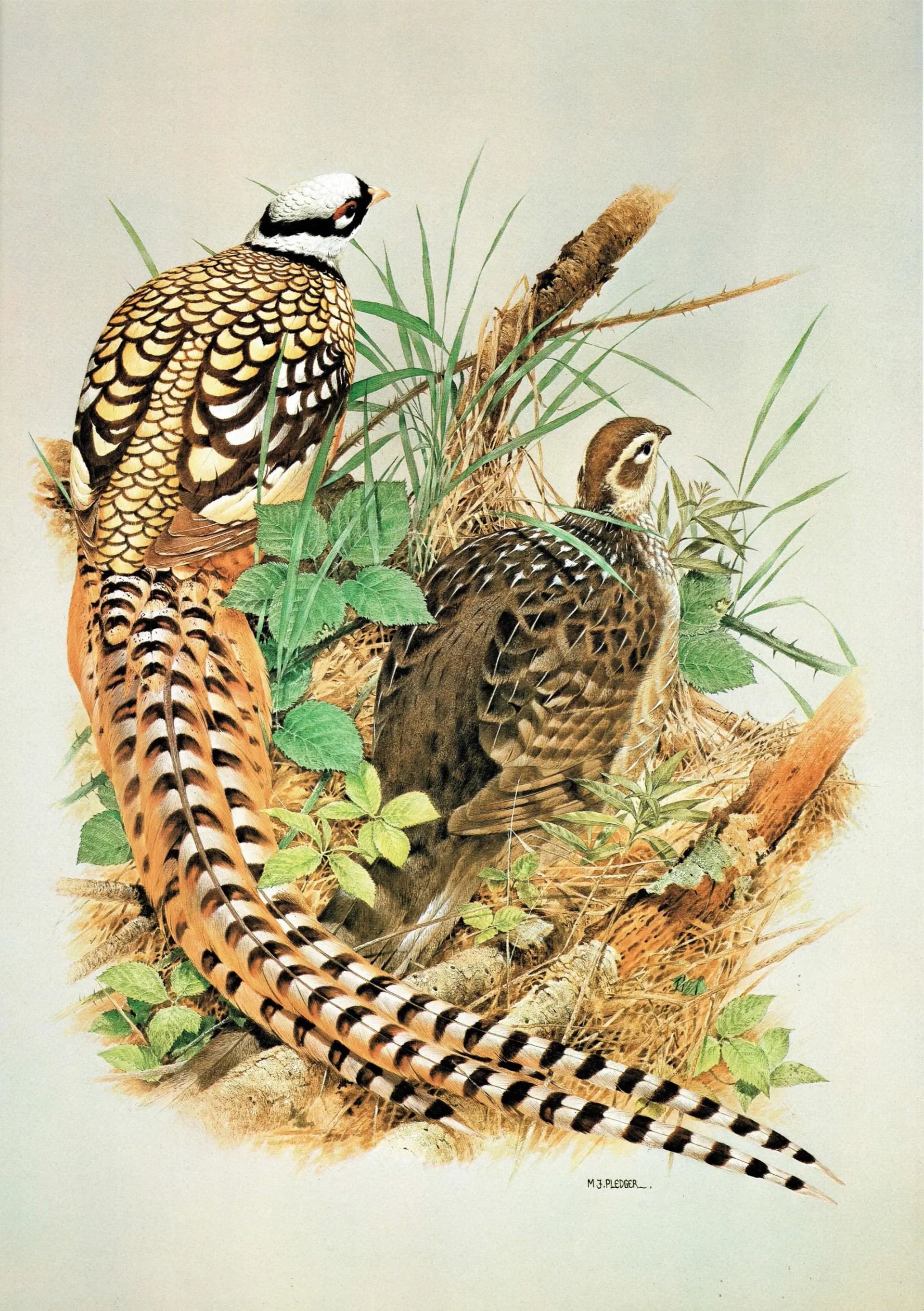 1981 Reeves Pheasant - Syrmaticus Reevesi - Game Birds Print - Maurice Pledger - Vintage Wildlife Art - Ornithology - 11.5 x 16.5 in