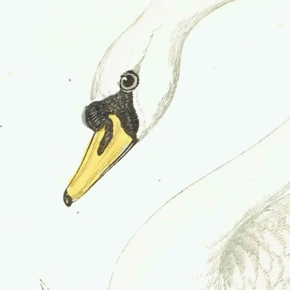 1863 - c.1863 Mute Swan - Original Antique Hand-Coloured Engraving By Morris - History of British Birds Victorian Wildlife - 7.25 x 4.75 in