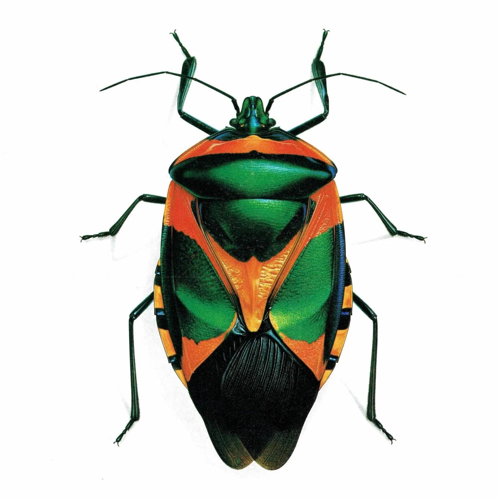 1986 Drury Sheld Chalcocoris Anchorage Bug Print - Durin Bernard Les Insectes Scientific Illustration - Drury Entomology - 11 x 13 in