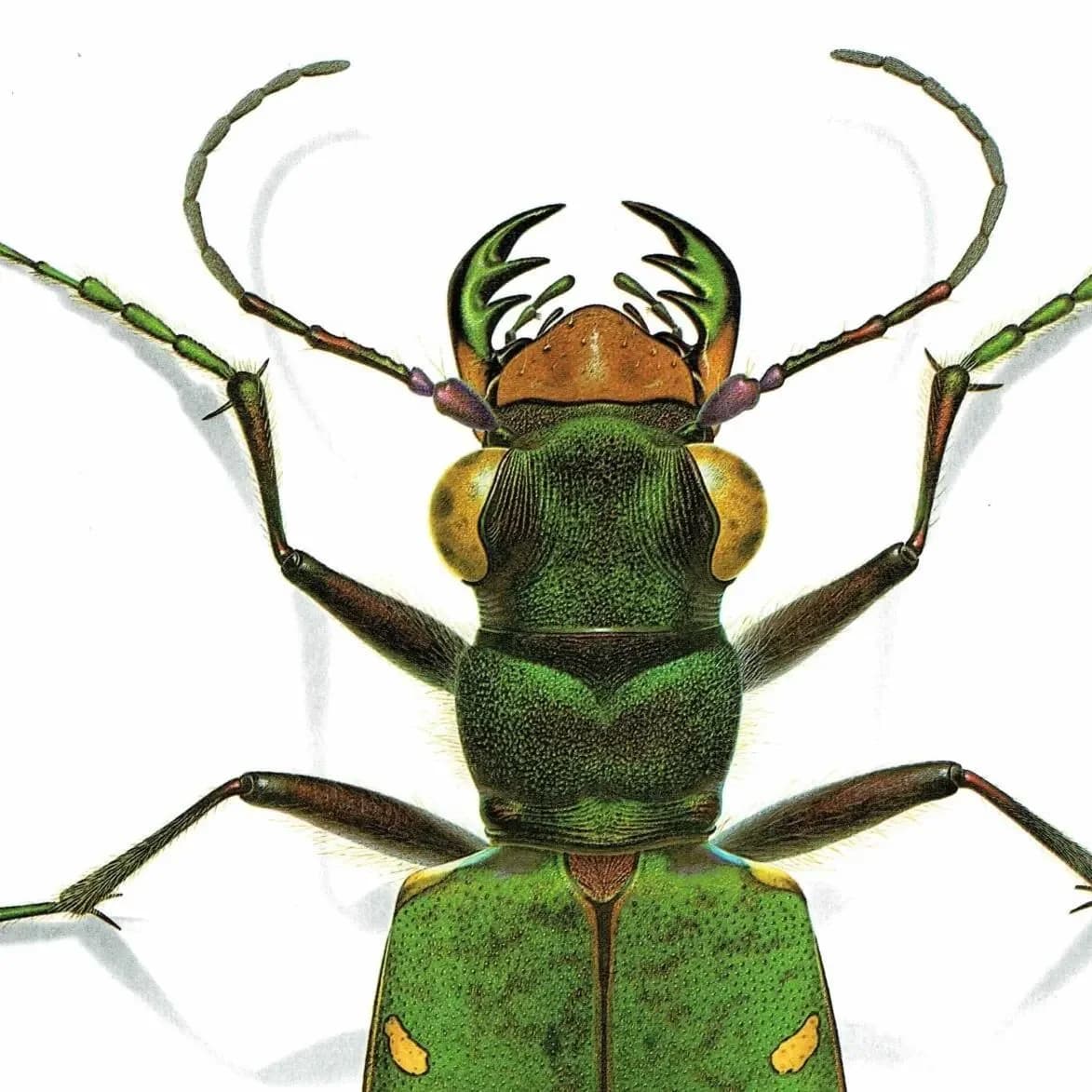 1986 Cicindela Campestris Field Tiger Beetle - Durin Bernard Scientific Illustration - Linnaeus Entomology - 11 x 13 in