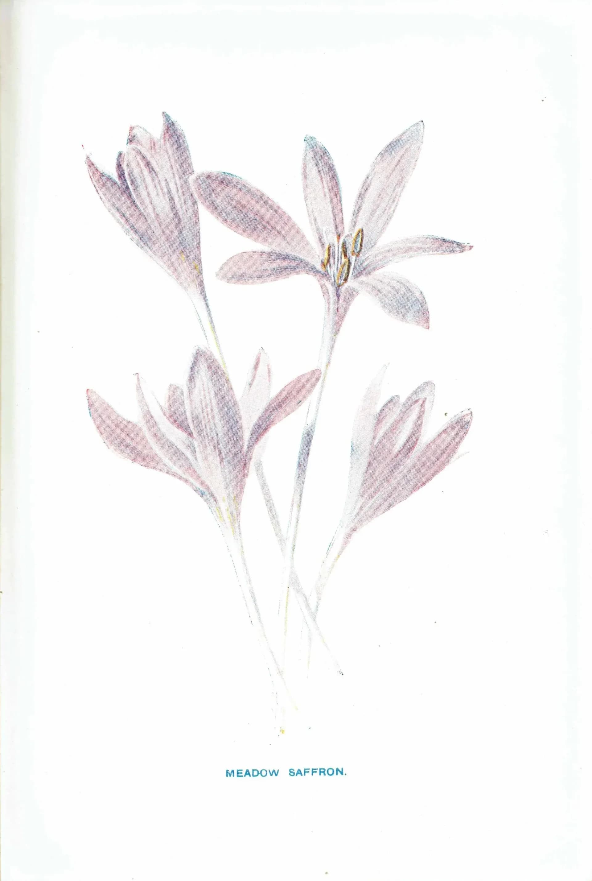 Antique Meadow Saffron Print – 1910s Edwardian Botanical Illustration