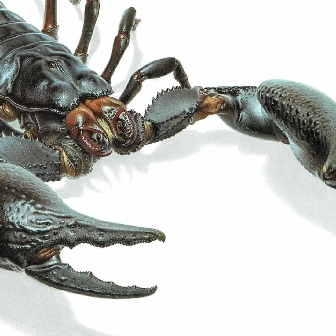 1986 Scorpion Pandinus Imperator Print - Durin Bernard Les Insectes Scientific Illustration - Burmeister C.L. Koch Entomology - 11 x 13 in