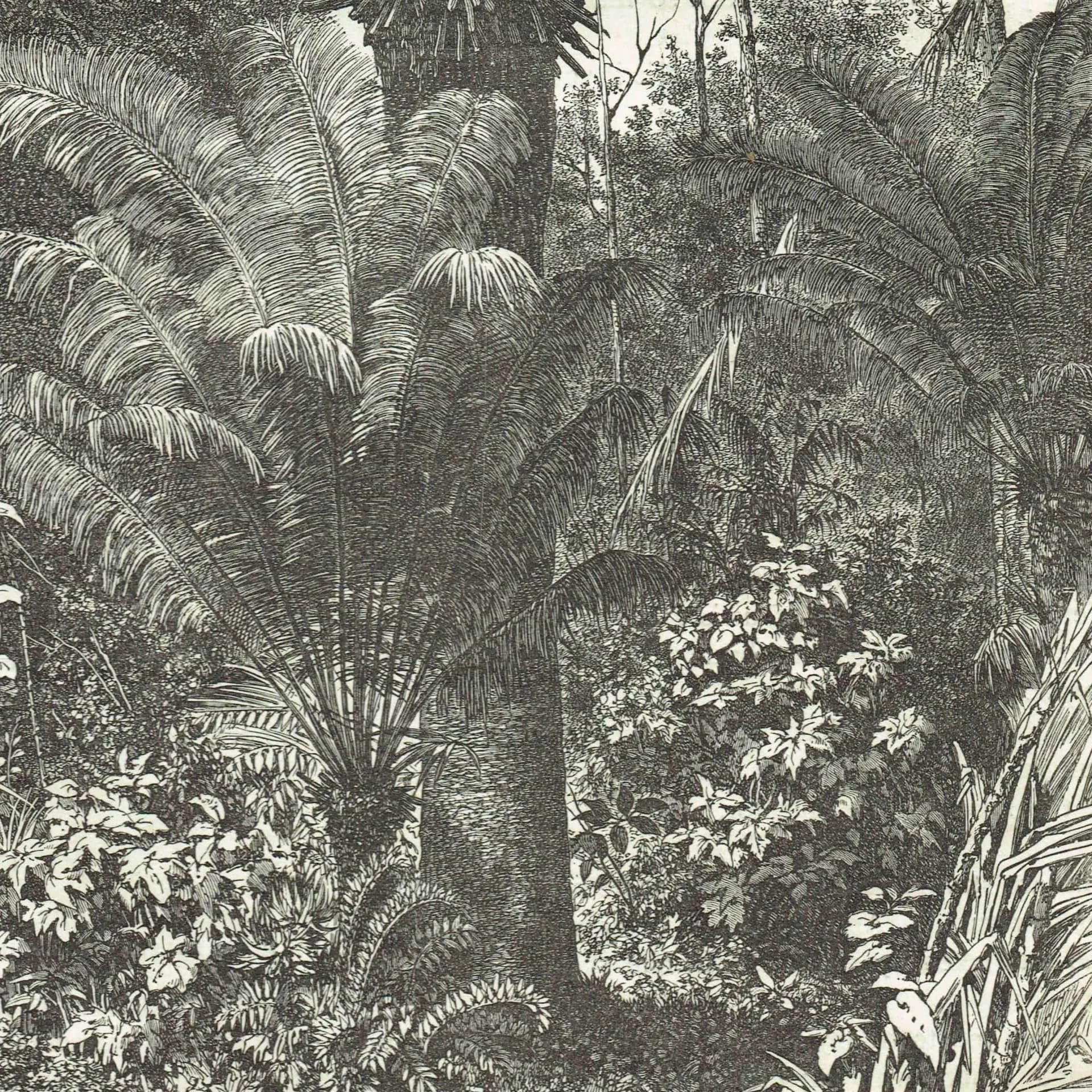 1869 Madagascar Dwarf Palms - Original Antique Print By Bates - Tropical Landscape Geography Botanical Engraving - 8.75 x 11.75 in