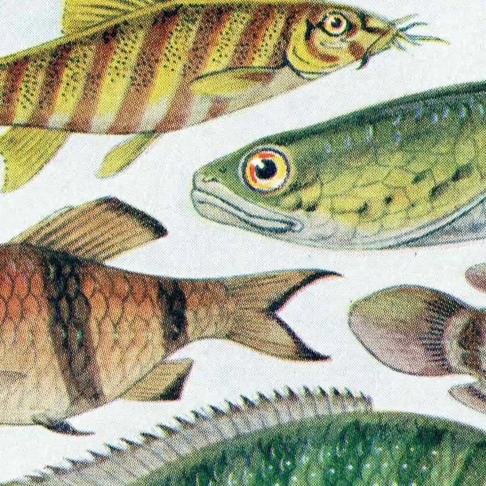 1928 Indian & Canadian Freshwater Fish - Original Vintage Print By Green - I See All Encyclopedia Ichthyology Study - 6 x 9 in