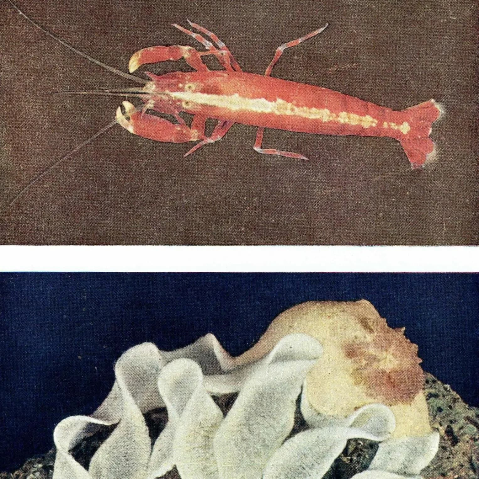 1959 The Sea Shore Hooded Shrimp & Sea-Lemon Spawning Print - Marine Life Photography - Underwater Sea Creatures - 5 x 8.5 in