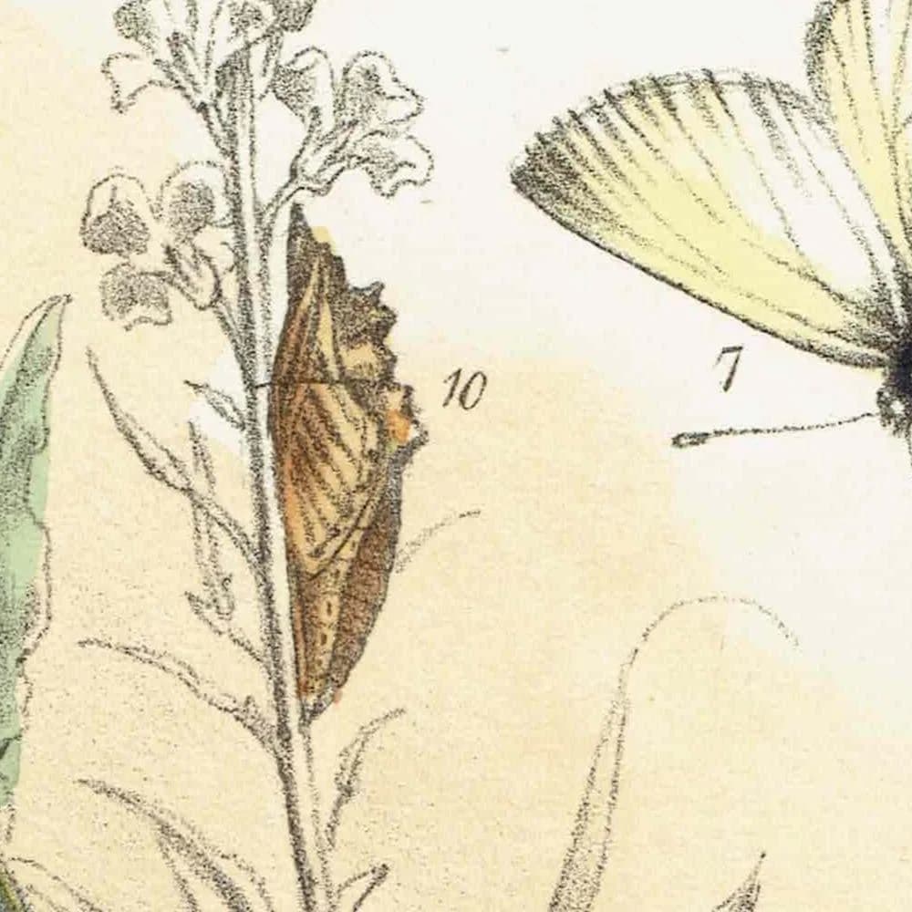 1859 Small Cabbage White & Green-veined White Butterflies - Hand-Coloured Lithograph, Henry Noel Humphreys, Plate IV - 7 x 10.4 in