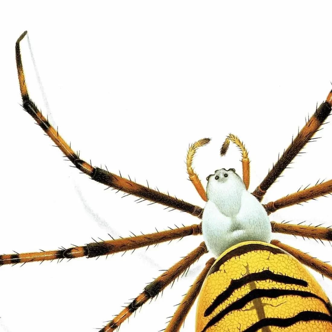 1986 Wasp Orb-Weaver Spider Argiope Bruennichii Print - Durin Bernard Les Insectes Scientific Illustration - Scopoli Entomology - 11 x 13 in