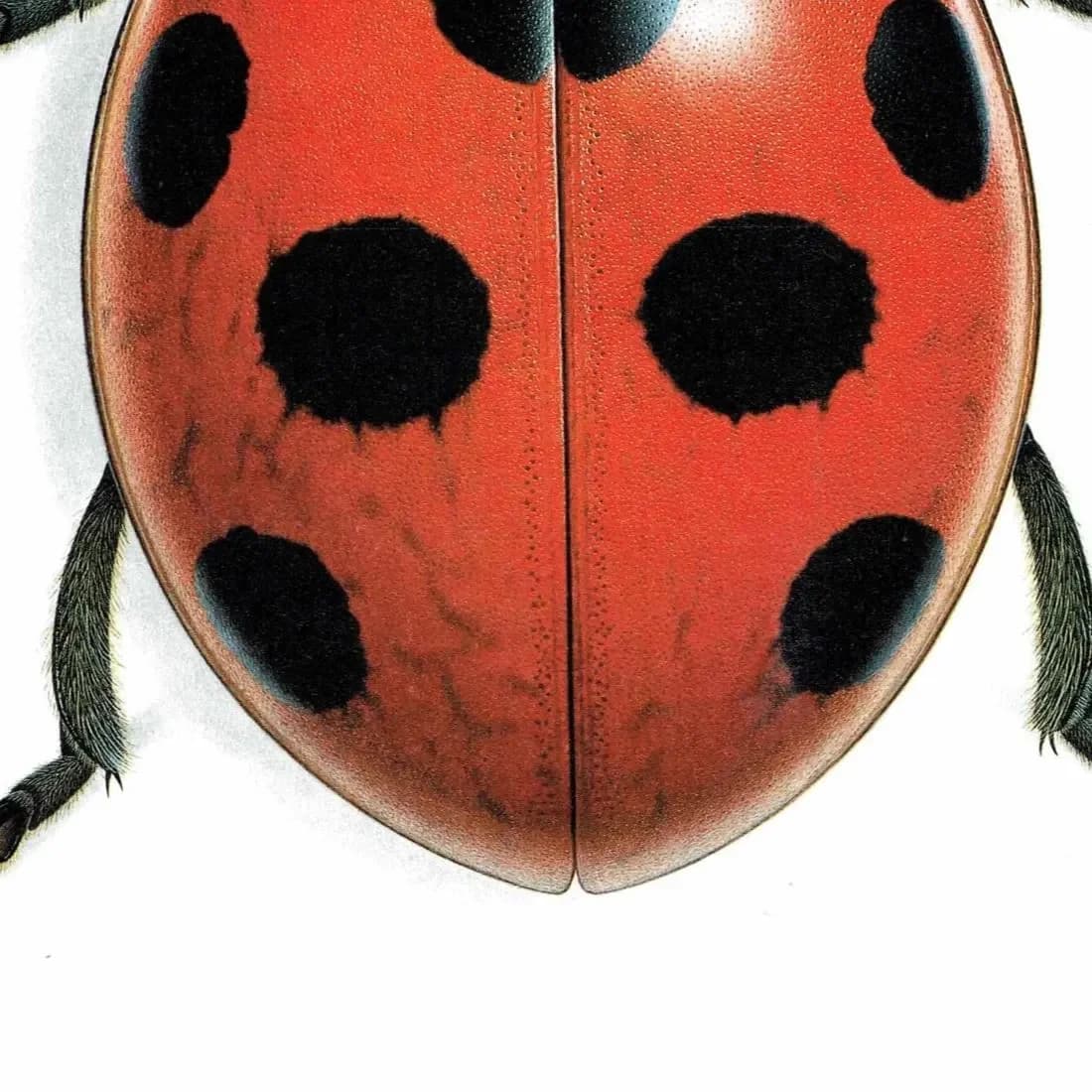 1986 Seven-Spotted Ladybird Coccinella Septempunctata Print - Durin Bernard Les Insectes - Scientific Art - Linnaeus Entomology - 11 x 13 in