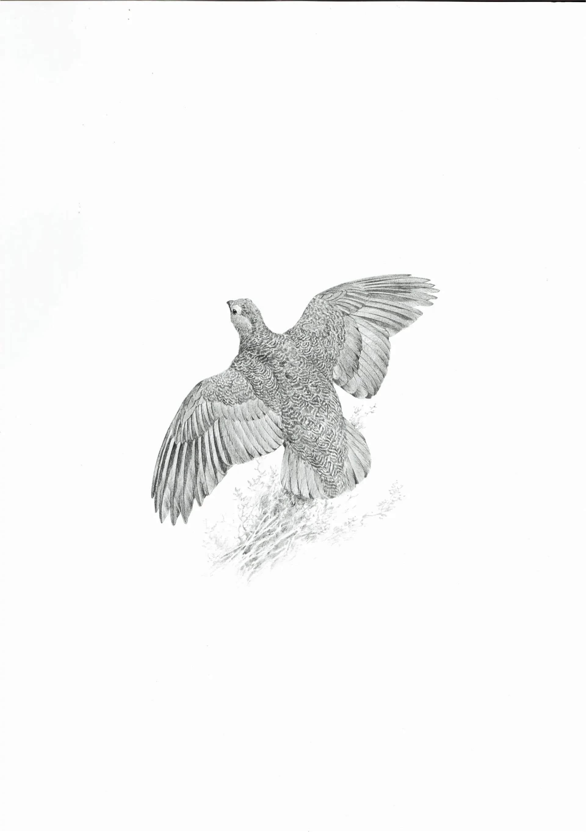 1981 Red Grouse Game Birds Print - Maurice Pledger Vintage Wildlife Art - Ornithology 11.5 x 16.5 in
