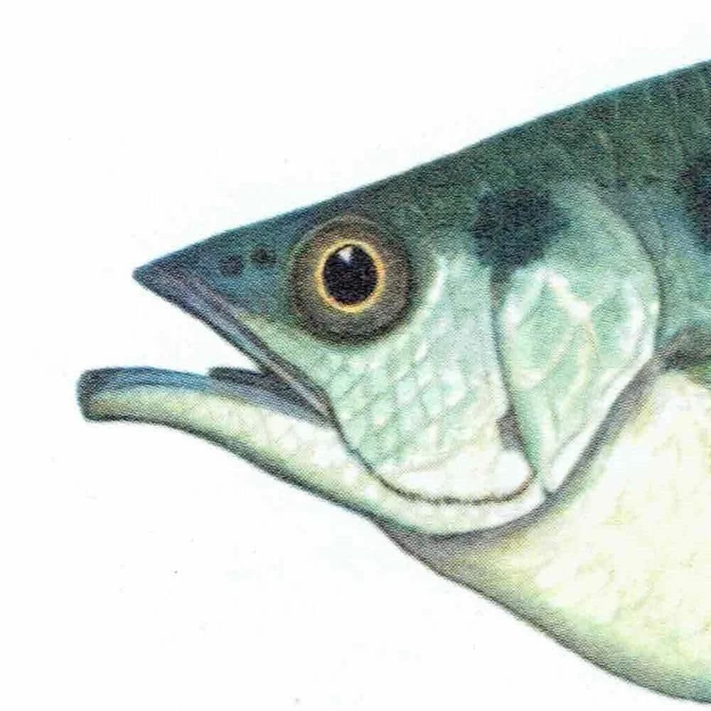 1964 Red Bulls-eye & Archer-fish - Original Vintage Print By Coates - Great Barrier Reef Marine Science Ichthyology - 7 x 9 in
