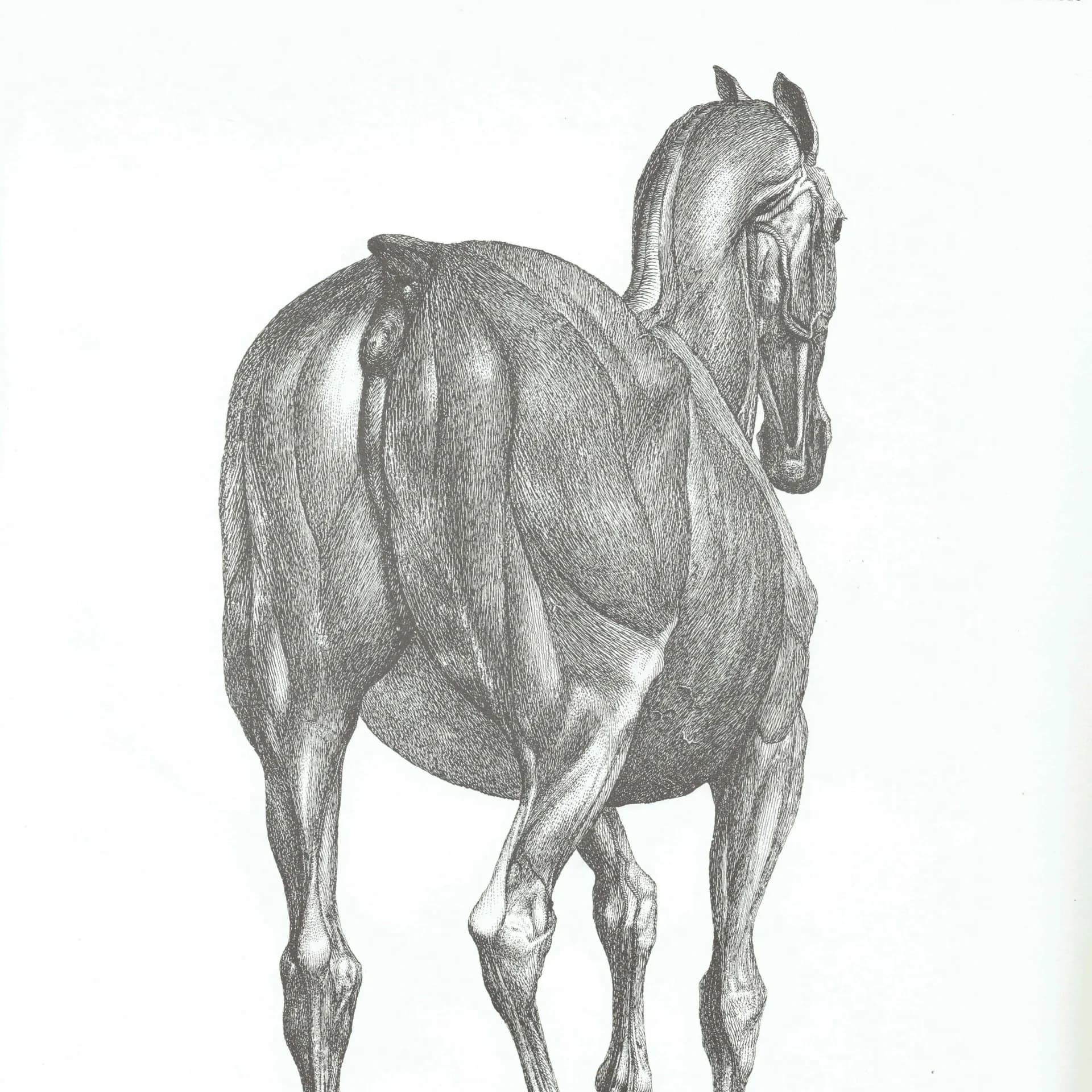 Horse Muscle Anatomy - Original 1976 Vintage Print from 1766 Stubbs etching - Equine Scientific Study Georgian Natural History - 14 x 10 in