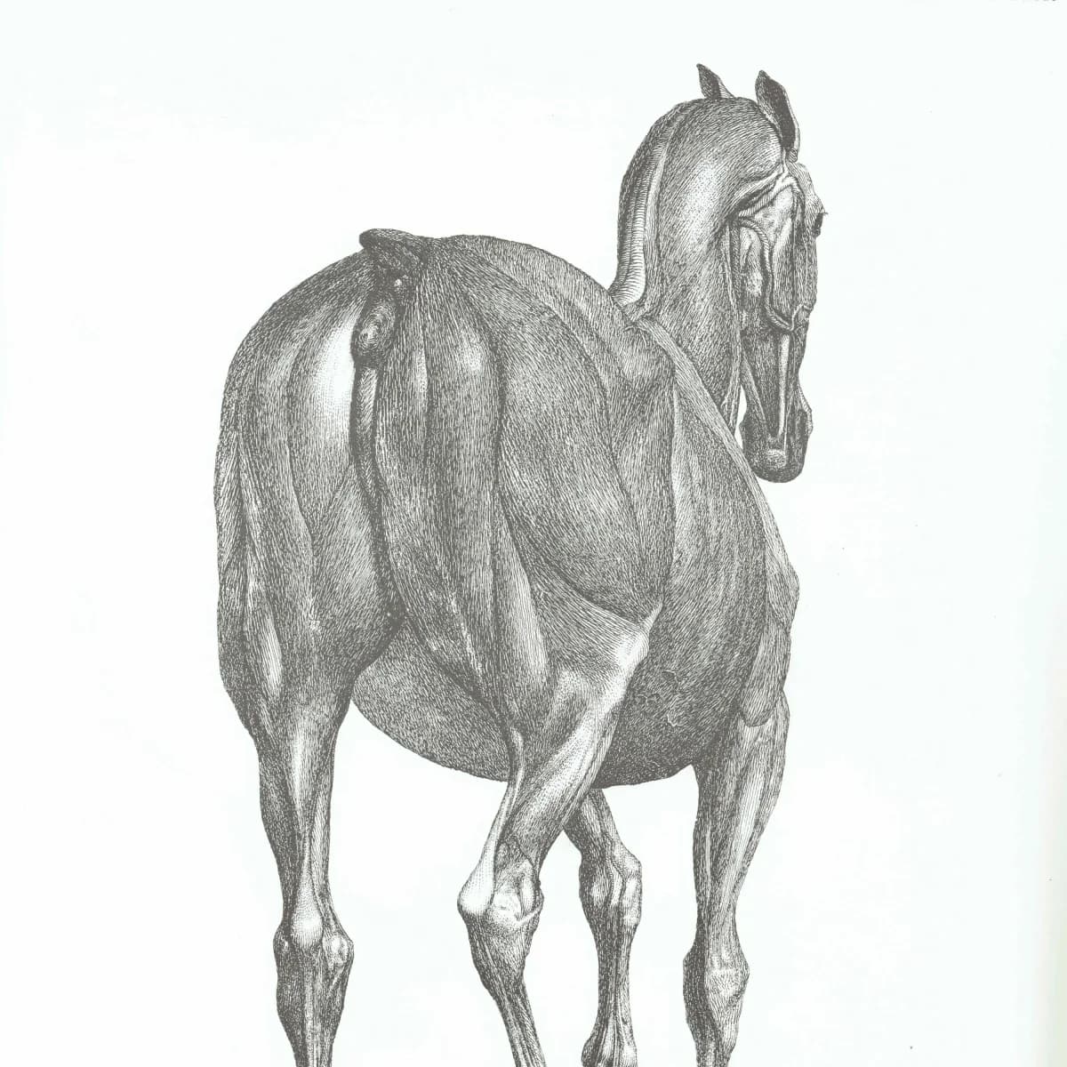 Horse Muscle Anatomy - Original 1976 Vintage Print from 1766 Stubbs etching - Equine Scientific Study Georgian Natural History - 14 x 10 in