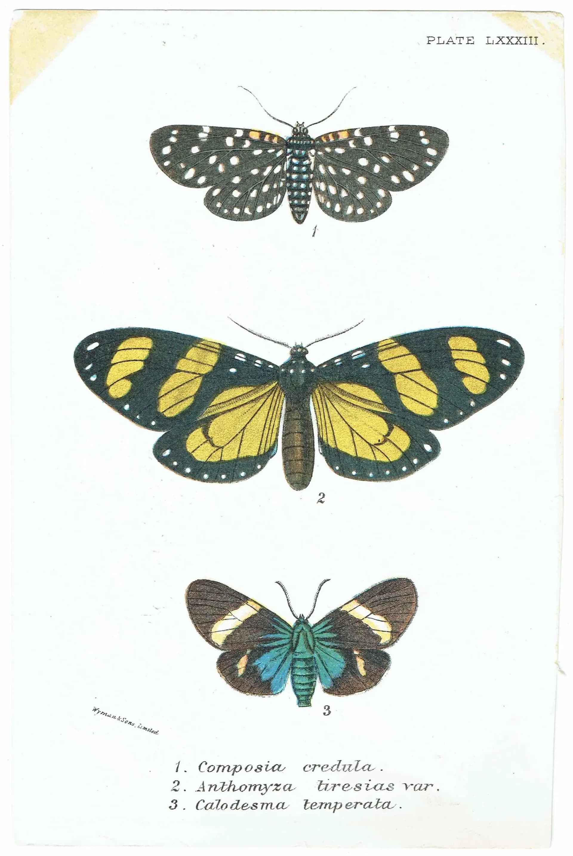 1896 Antique Moth Print - Composia credula, Anthomyza teresias, Calodesma temperata - Moth species - Entomology Wall Art - 7 x 4.5 in