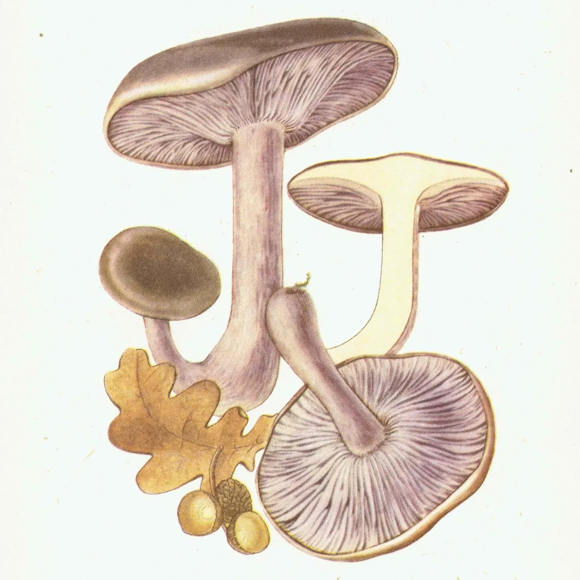 Vintage Mushroom Print - Wood Blewit & St George's, 1943 Botanical Illustration