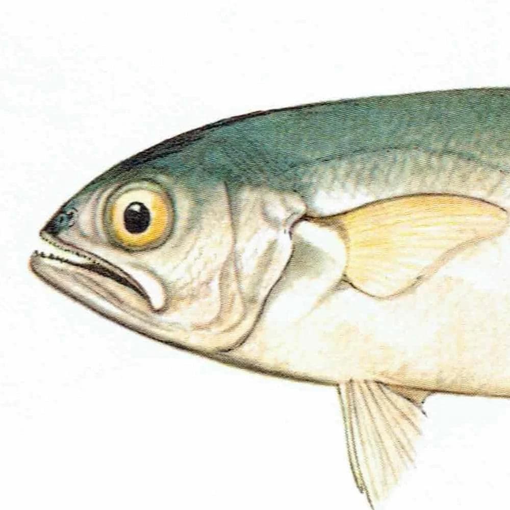 1964 Chinaman-fish Adult & Juvenile - Original Vintage Print By Coates - Great Barrier Reef Fish Science Study - 7 x 9 in