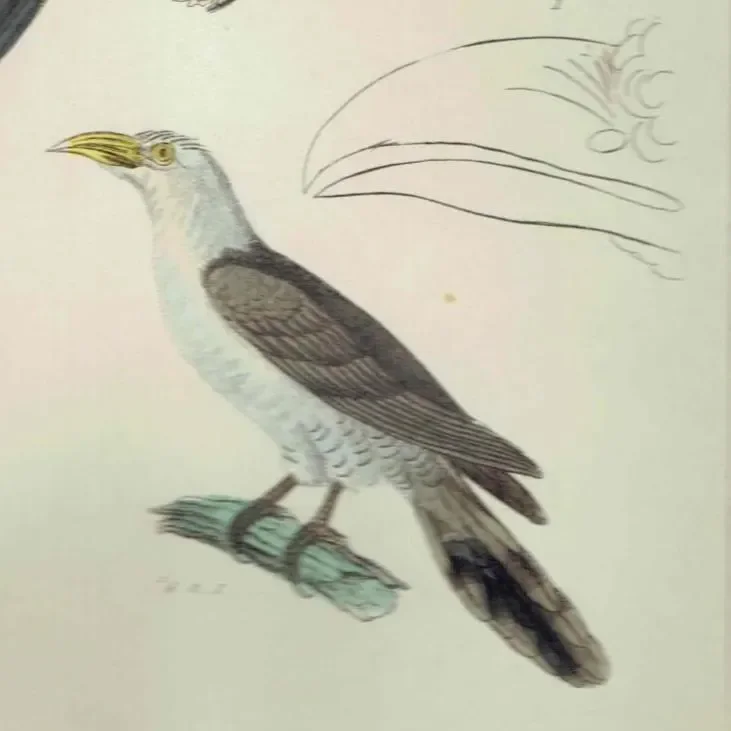 c.1835 Animal Kingdom Birds Print - Ornithology Birds - Common Malcoha and Australian Seythrops - 8.5 x 5.5 in