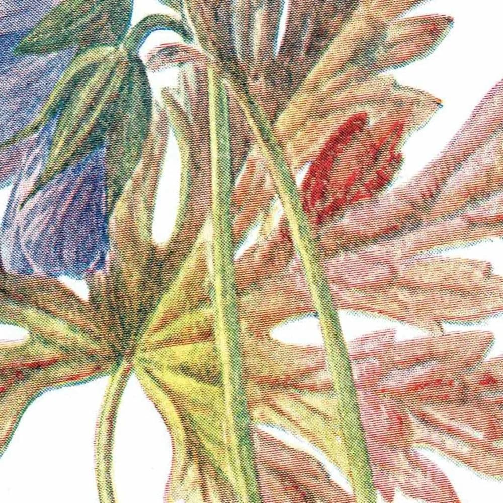 Antique Meadow Crane's-Bill Print – 1910s Edwardian Botanical Illustration