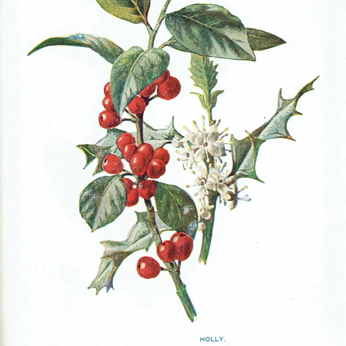 Antique Holly Botanical Print – 1910s Christmas Illustration