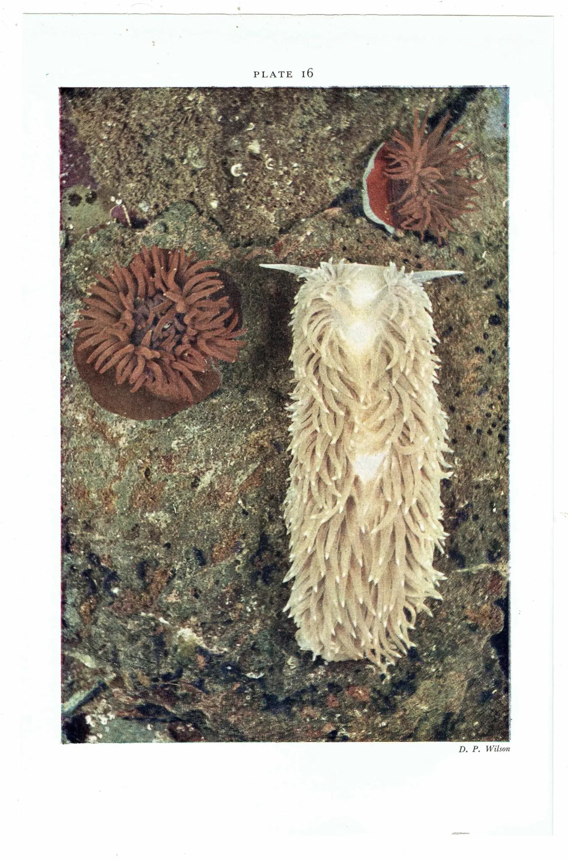 1959 The Sea Shore Hooded Shrimp & Sea-Lemon Spawning Print - Marine Life Photography - Underwater Sea Creatures - 5 x 8.5 in