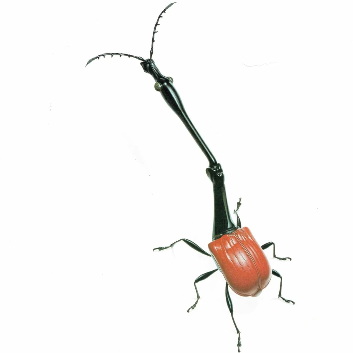 1986 Giraff Weevil Tachycephalus Giraffa Print - Durin Bernard Les Insectes Scientific Illustration - Jekel Entomology - 11 x 13 in
