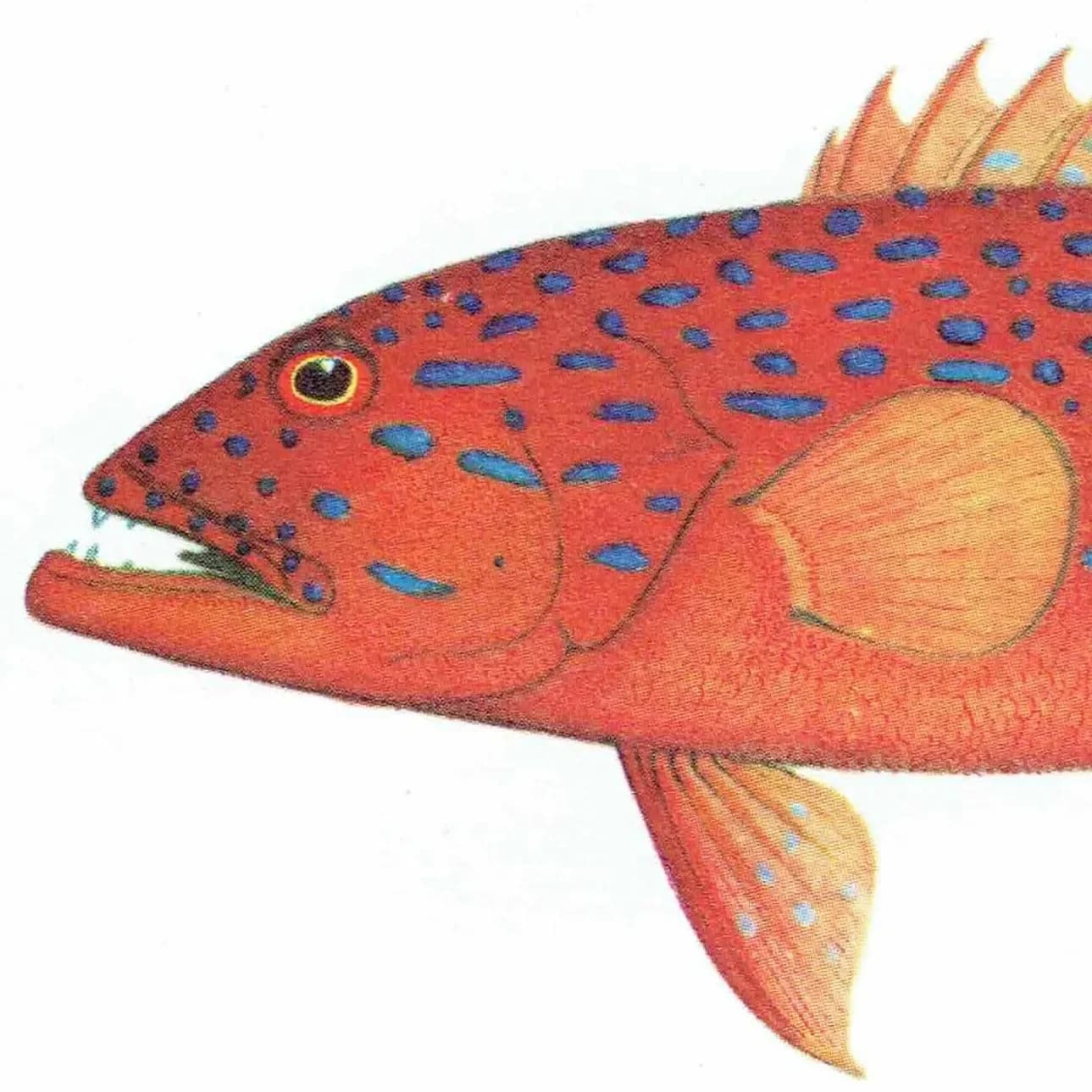 1964 Groper & Leopard-fish - Original Vintage Print By Coates - Great Barrier Reef Rock Cod Fish Science Art - 7 x 9 in