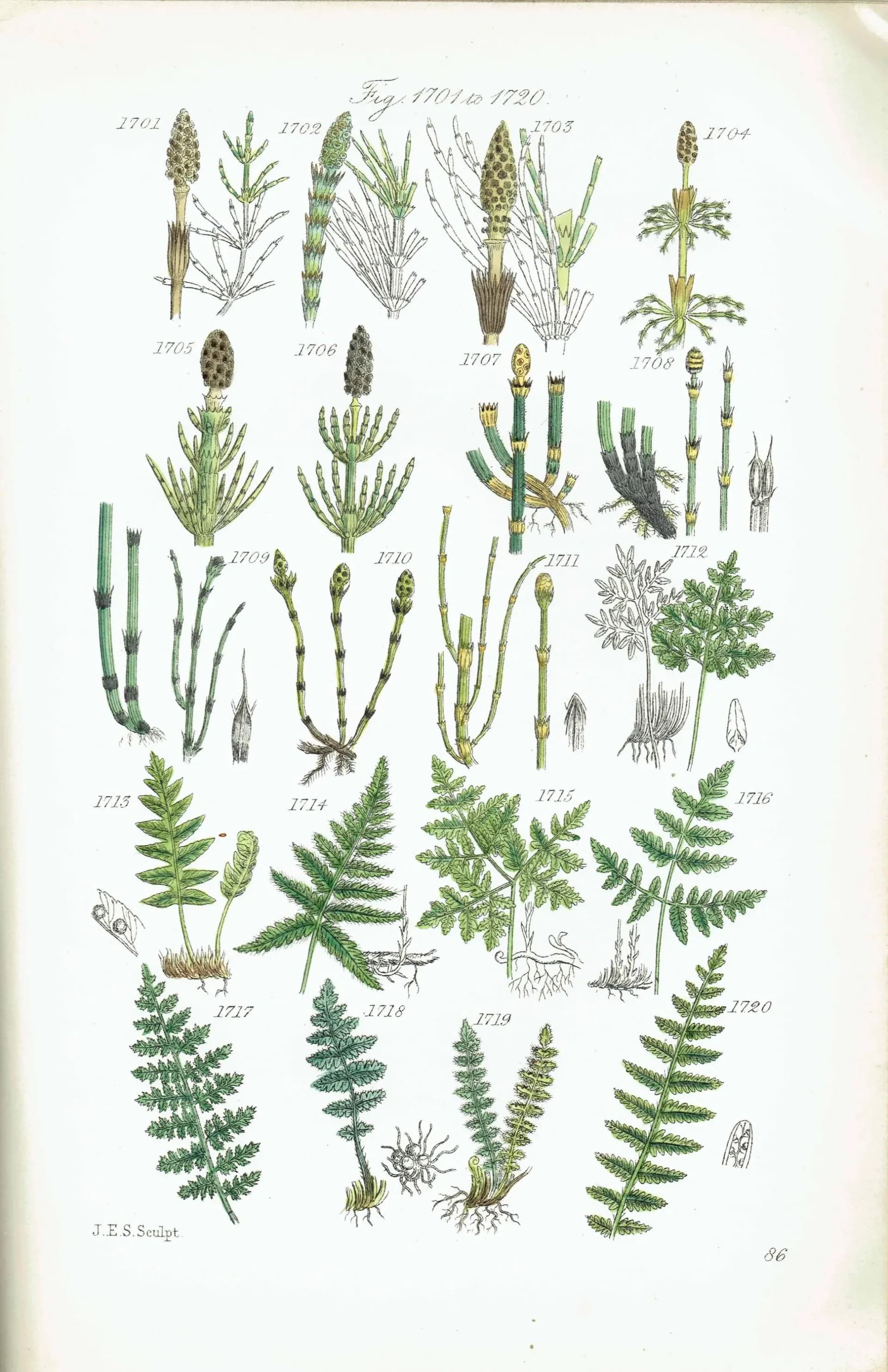 1910 Alpine Woodsia Ferns & Common Polypody - Original Antique Print By Sowerby - British Wild Flowers Botanical Study - 6.25 x 9.5 in