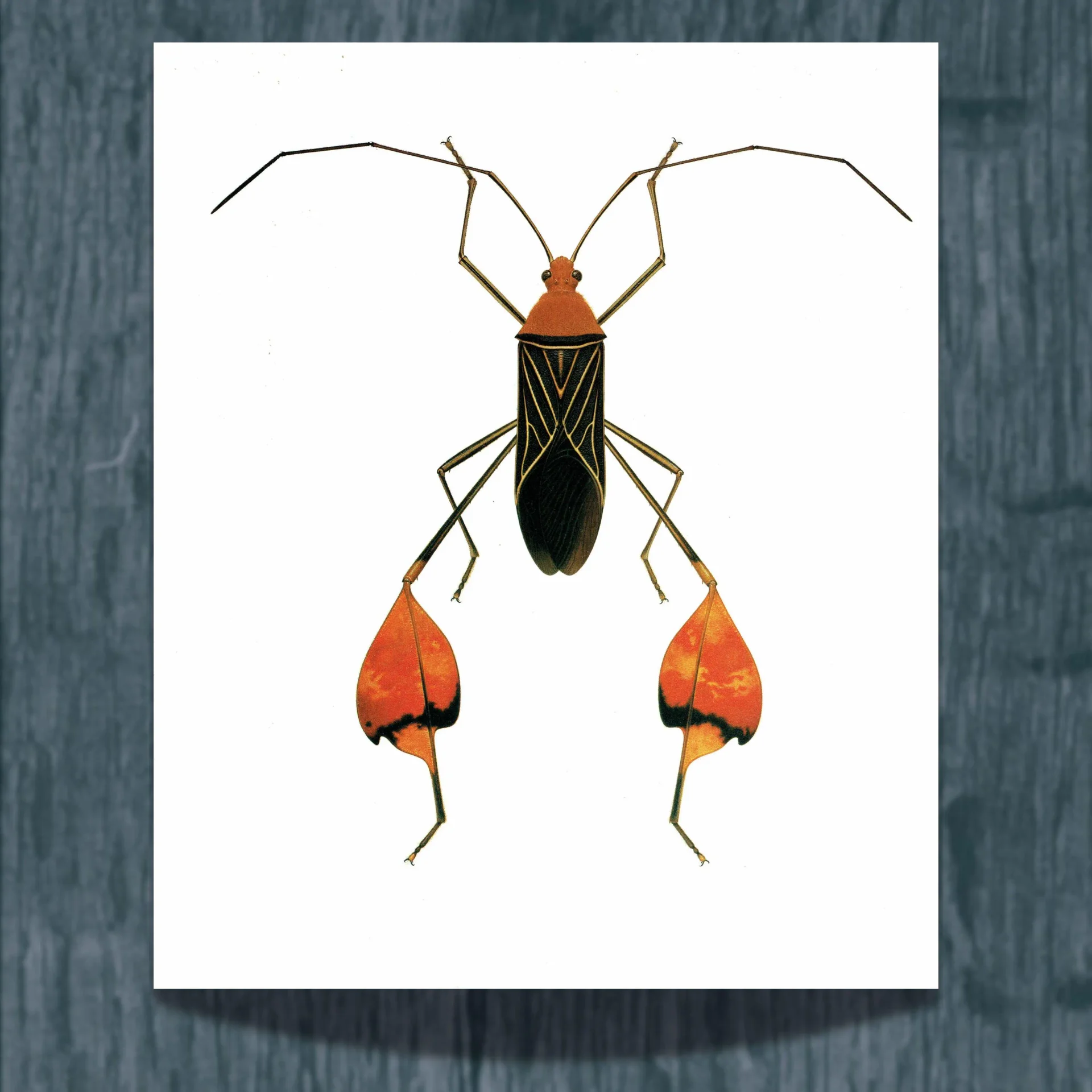 1986 Leaf-Footed Bug Anisoscelis Flavolineata Print - Durin Bernard Scientific Illustration - Blanchard Entomology - 11 x 13 in