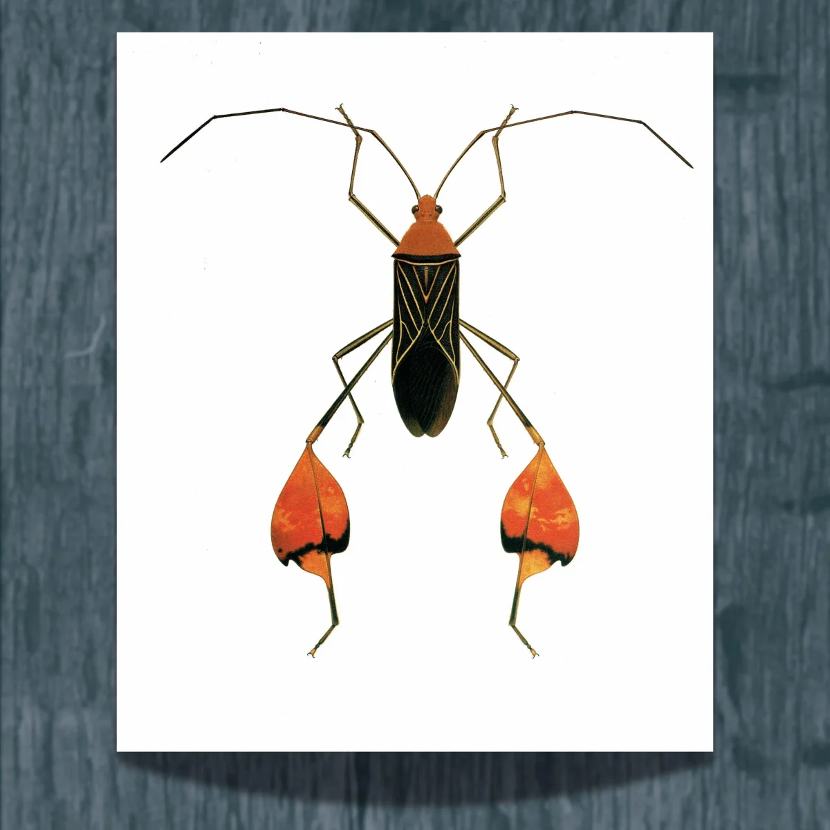 1986 Leaf-Footed Bug Anisoscelis Flavolineata Print - Durin Bernard Scientific Illustration - Blanchard Entomology - 11 x 13 in