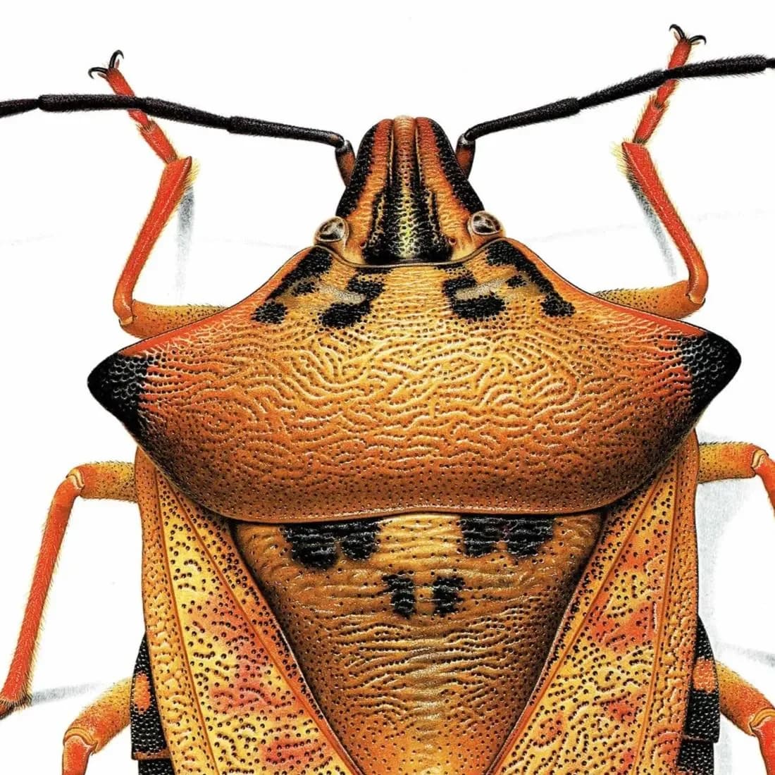 1986 Northern Fruit Bug Carpocoris Fuscispinus Print - Durin Bernard Insectes - Science Illustration Boheman Carl Entomology - 11 x 13 in