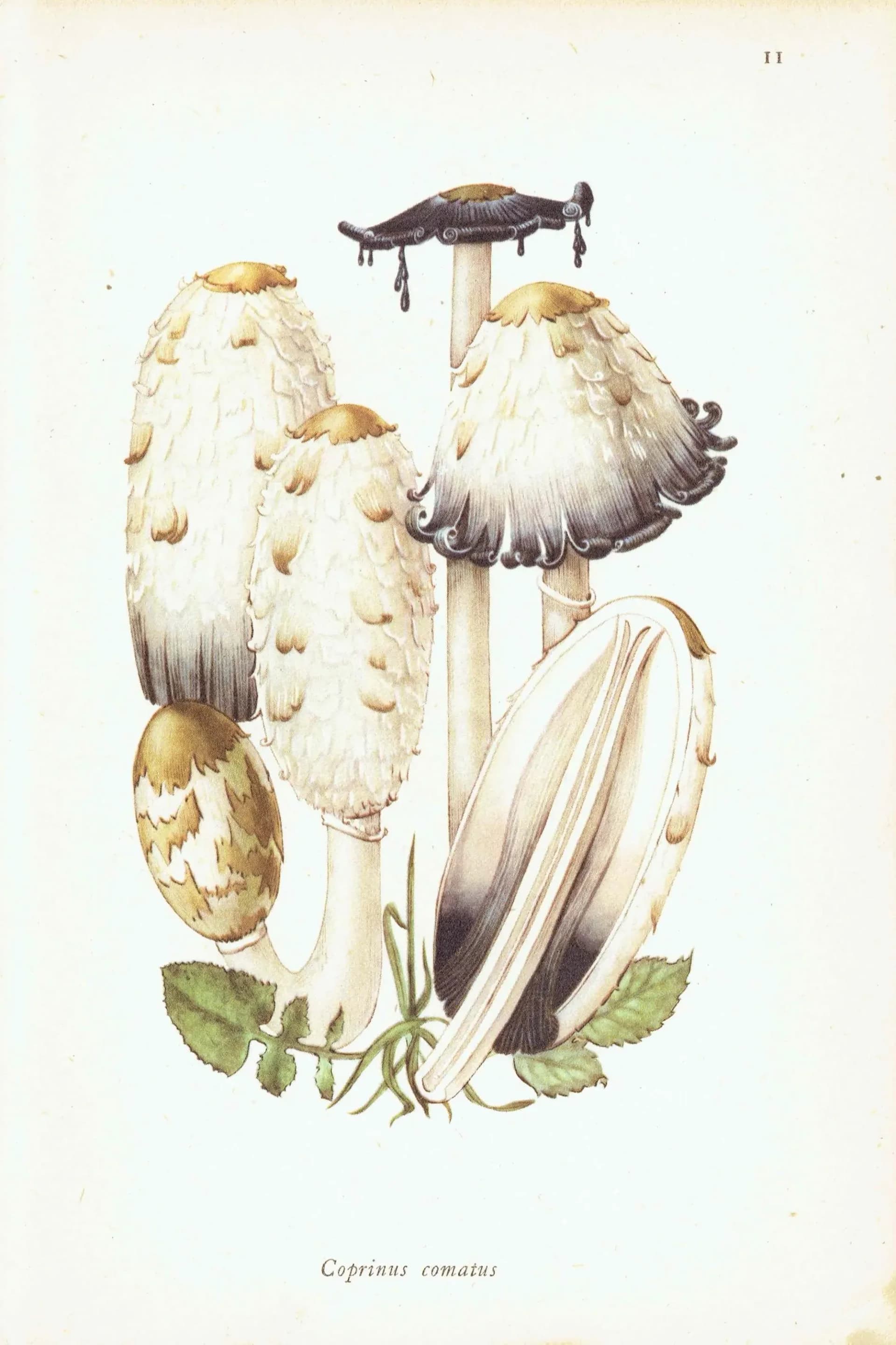 Vintage 1943 Mushroom Print – Shaggy Ink Cap & Penny Bun Botanical Illustration