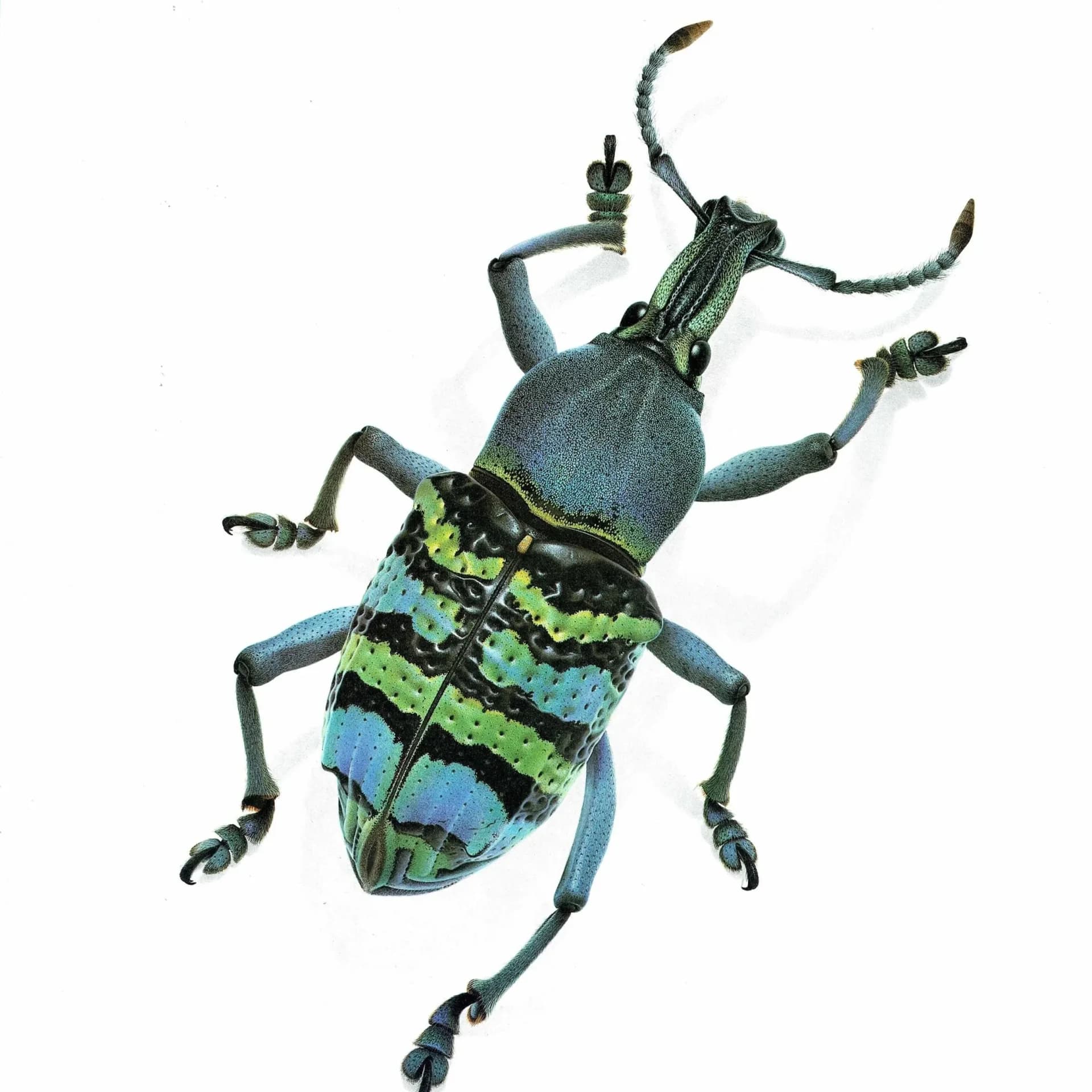 1986 Magnificent Weevil Eupholus Magnificus Print - Durin Bernard Les Insectes Science Illustration - Kirch Entomology - 11 x 13 in
