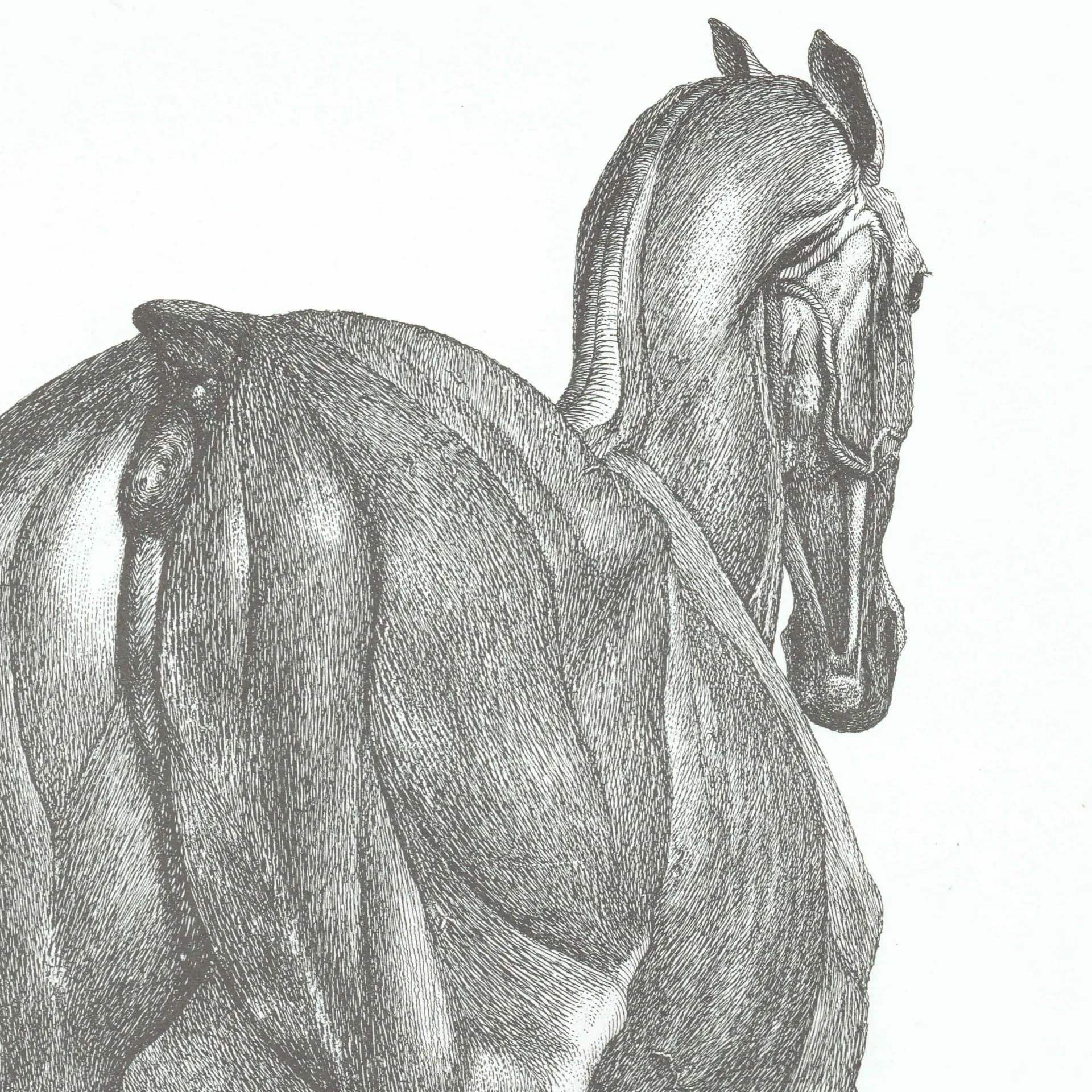 Horse Muscle Anatomy - Original 1976 Vintage Print from 1766 Stubbs etching - Equine Scientific Study Georgian Natural History - 14 x 10 in