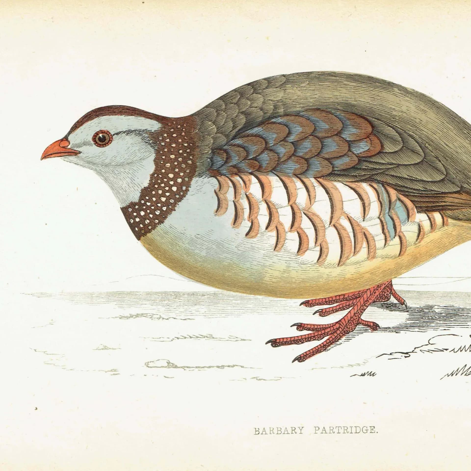 1863 - c.1863 Barbary Partridge - Original Antique Hand-Coloured Engraving By Morris - History of British Birds Ornithology - 7.25 x 4.75 in