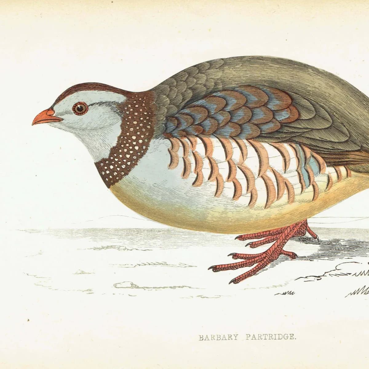 1863 - c.1863 Barbary Partridge - Original Antique Hand-Coloured Engraving By Morris - History of British Birds Ornithology - 7.25 x 4.75 in