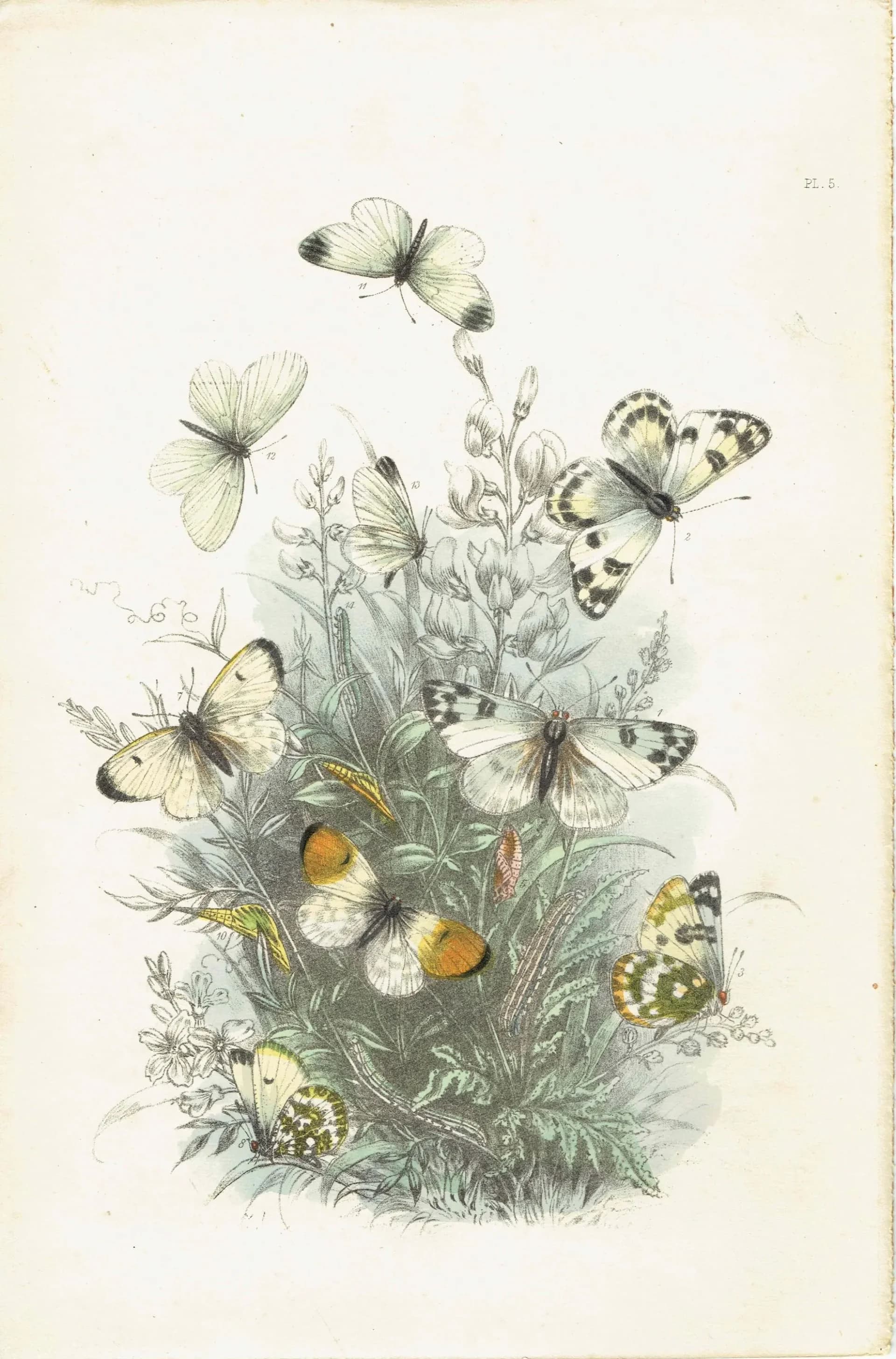 1859 Orange-tip & Wood White Butterfly - Original Antique Print By Humphreys - British Lepidoptera Chromolithograph Life Cycle - 7 x 10.4 in