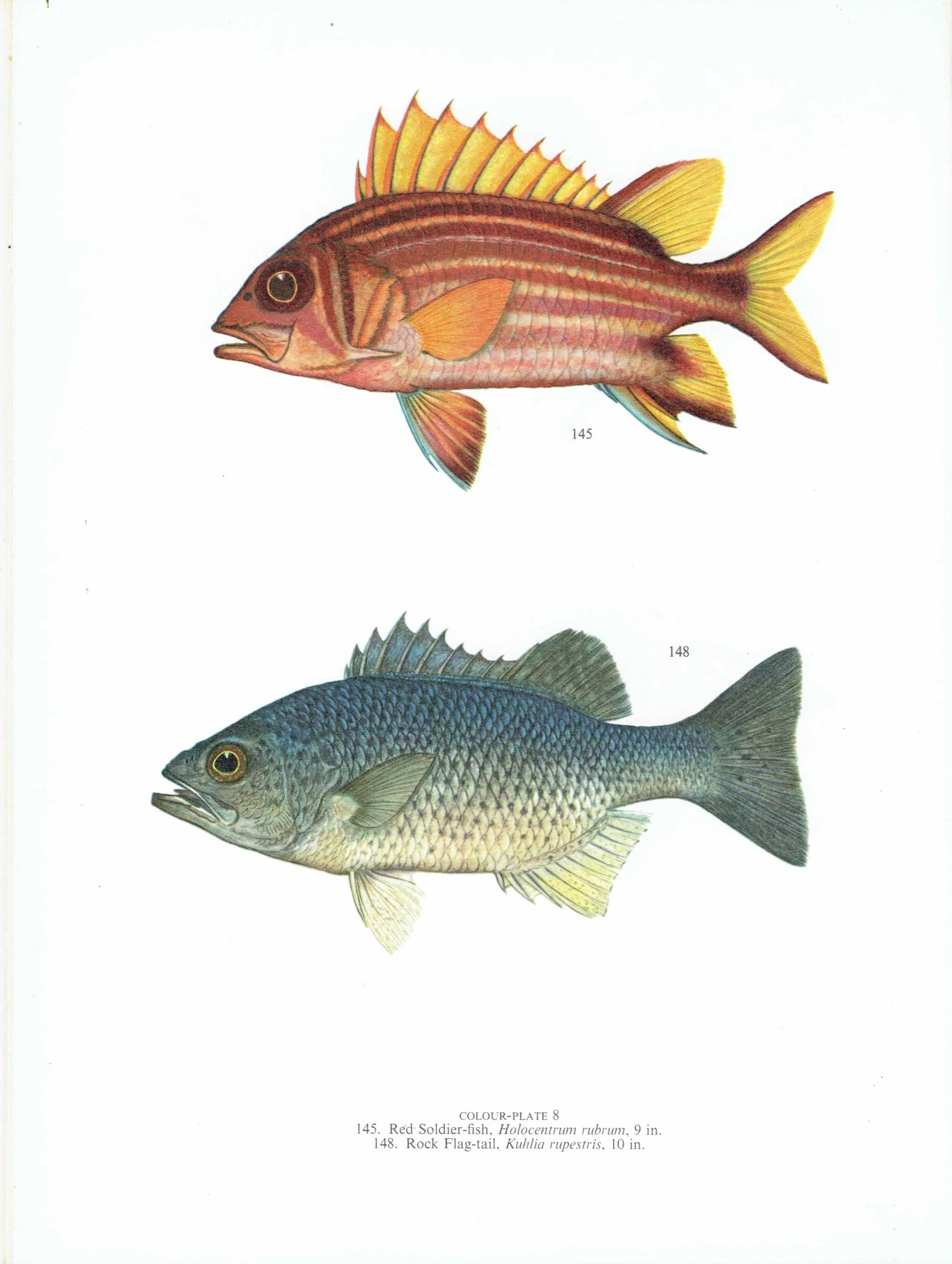 1964 Scarlet-fin Soldierfish & Rock Flag-tail - Original Vintage Print By Coates - Great Barrier Reef Marine Fish Study - 7 x 9 in
