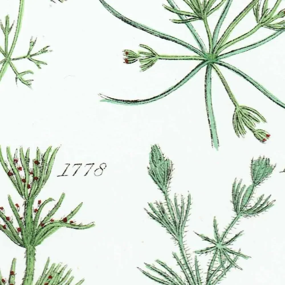 1910 Chara Aquatic Plants - Original Antique Print By Sowerby - British Wild Flowers Botanical Study Educational - 6.25 x 9.5 in