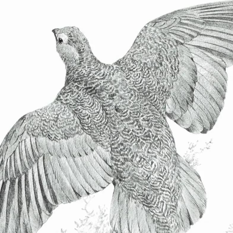1981 Red Grouse Game Birds Print - Maurice Pledger Vintage Wildlife Art - Ornithology 11.5 x 16.5 in