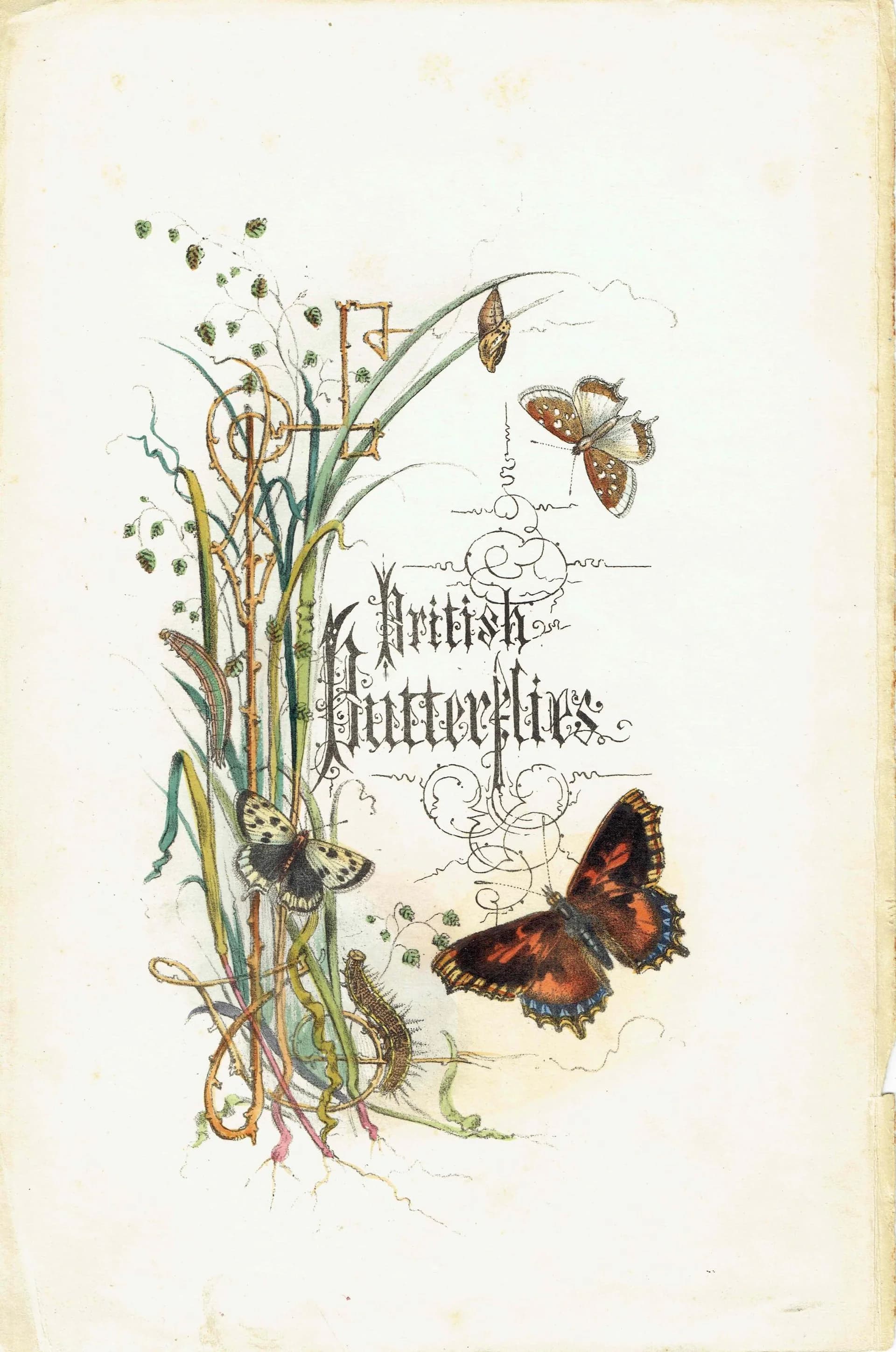 1859 Small Tortoiseshell & Small Meadow Copper Butterflies - Original Hand-Coloured Victorian Butterfly Print - 7 x 10.4 in