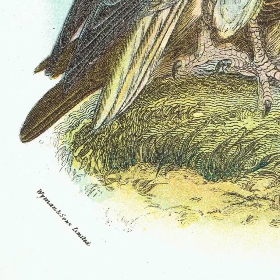 c.1896 Egyptian Vulture Print - Hand-Coloured Engraving - Ornithology Natural History Wildlife Art - 7 x 4.75 in