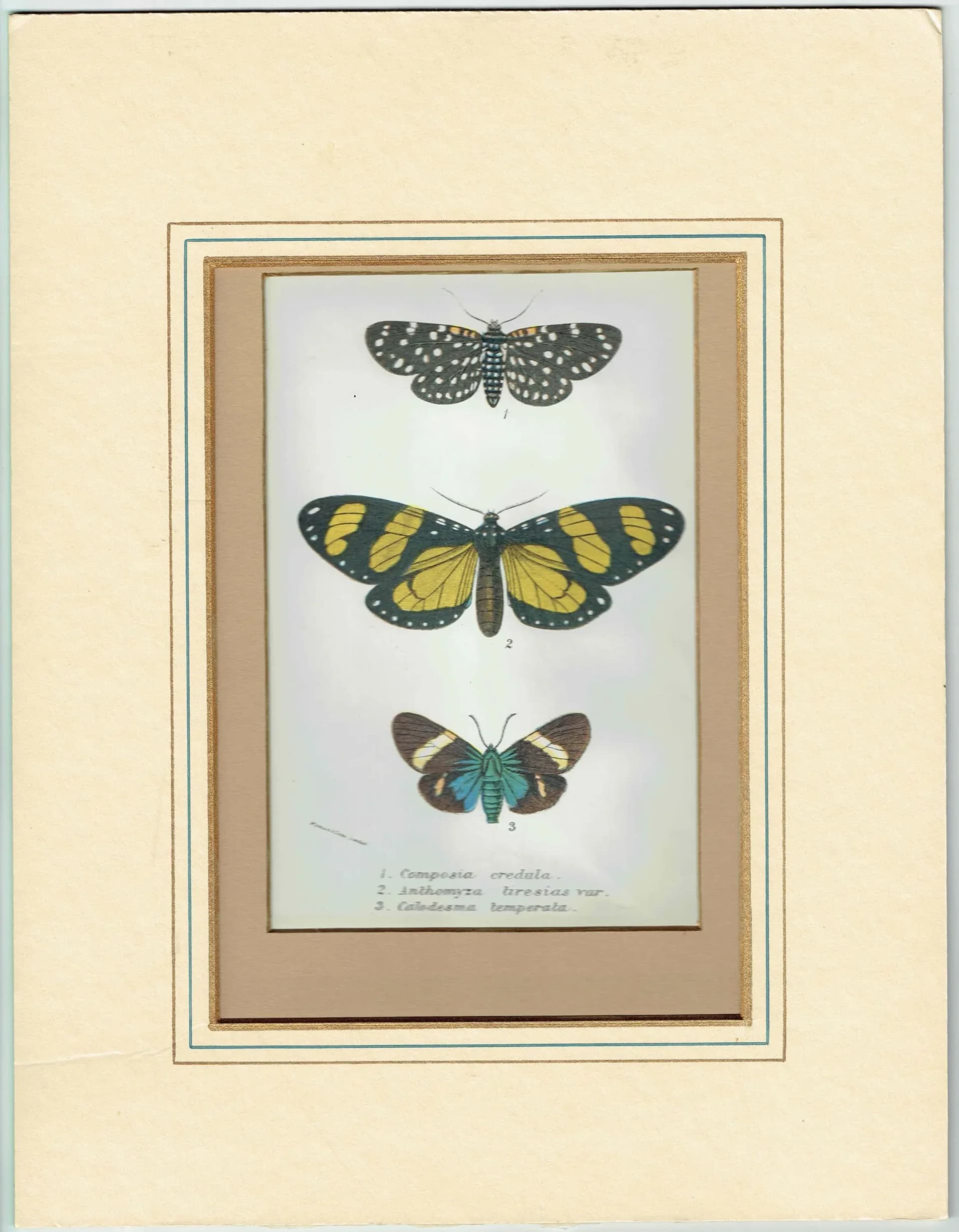 1896 Antique Moth Print - Composia credula, Anthomyza teresias, Calodesma temperata - Moth species - Entomology Wall Art - 7 x 4.5 in