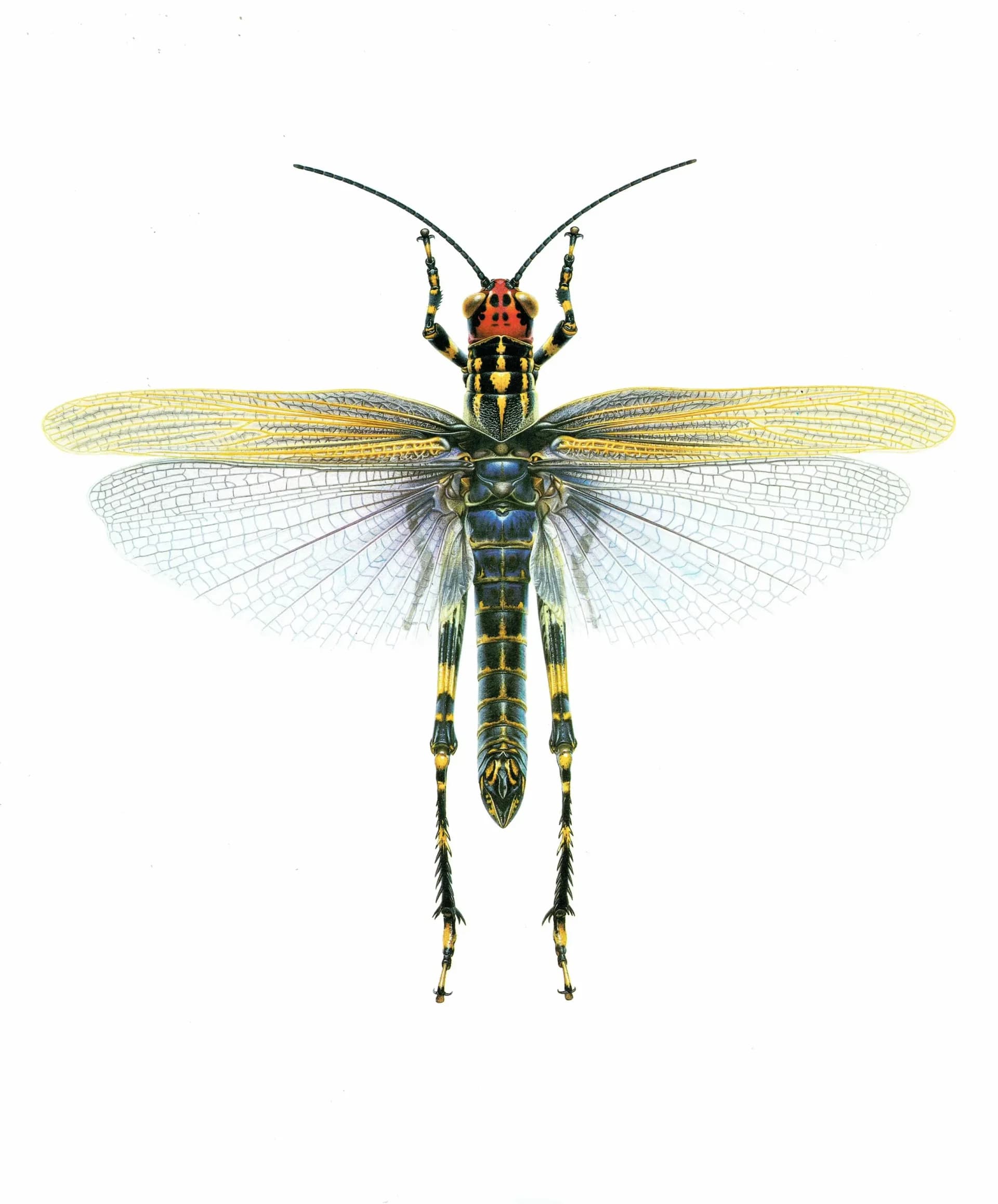 1986 Lubber Grasshopper Zoniopoda Omnicolor Print - Durin Bernard Les Insectes Science illustration - Blanchard Entomology - 11 x 13 in