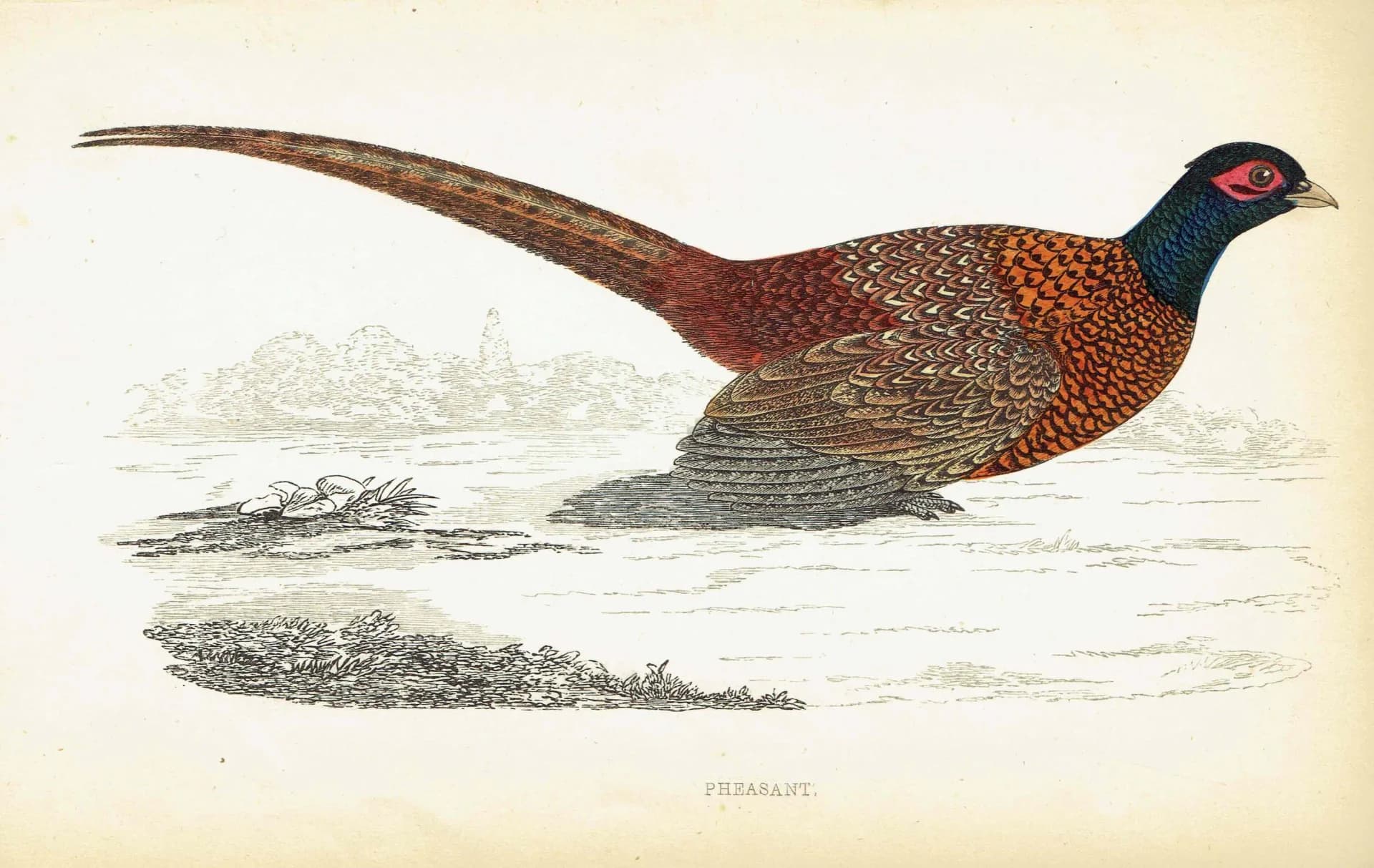 1863 - c.1863 Pheasant - Original Antique Hand-Coloured Engraving By Morris - History of British Birds Victorian Wildlife - 7.25 x 4.75 in