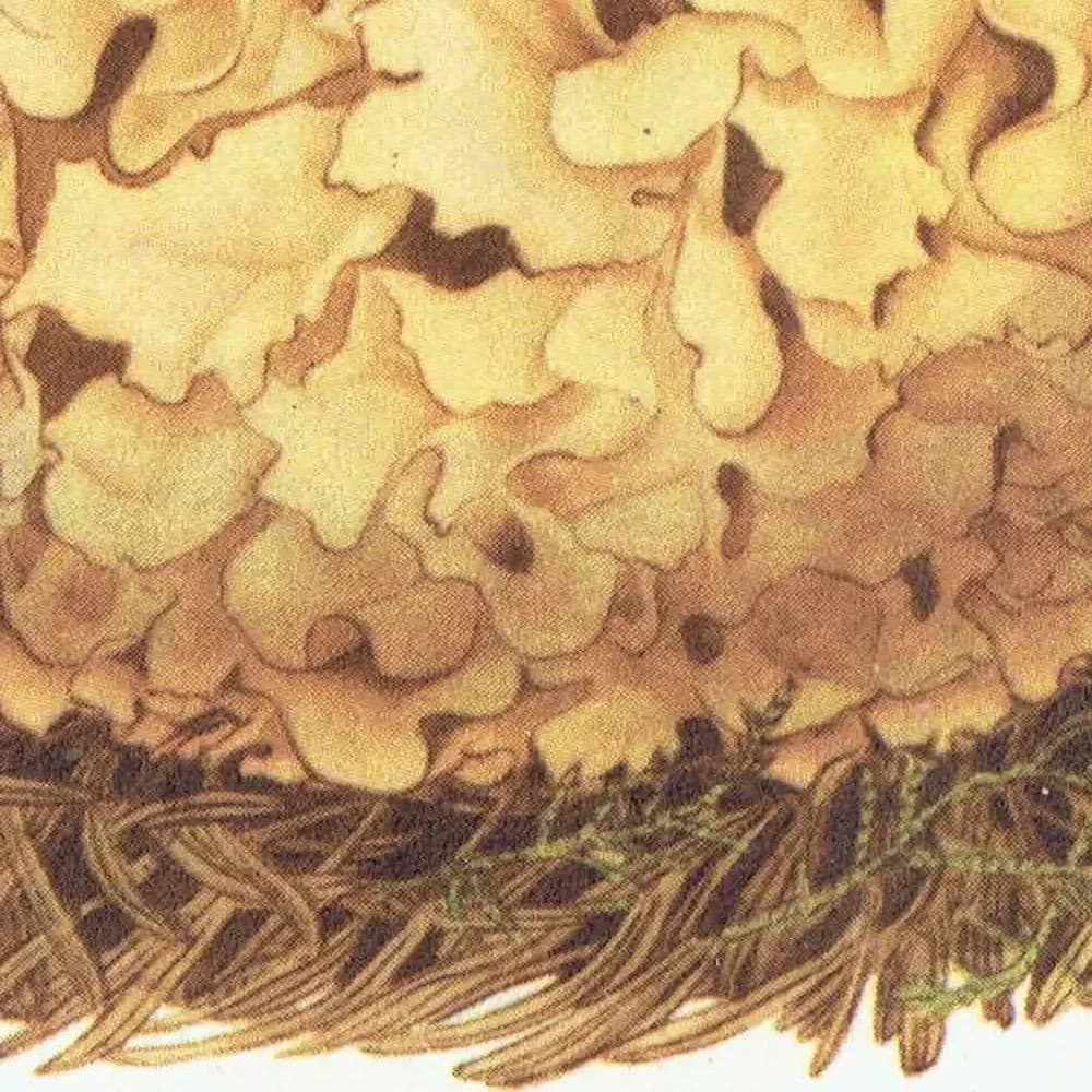Cauliflower Fungus & Giant Puffball Print – 1943 Botanical Illustration