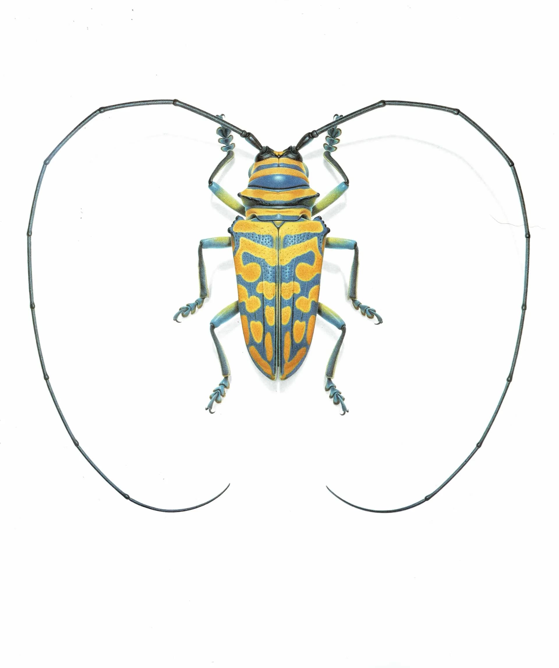1986 Jewel Longhorn Beetle Sternotomis Bohemani Print - Durin Bernard Les Insectes Scientific Picture - Chevrolat Entomology - 11 x 13 in
