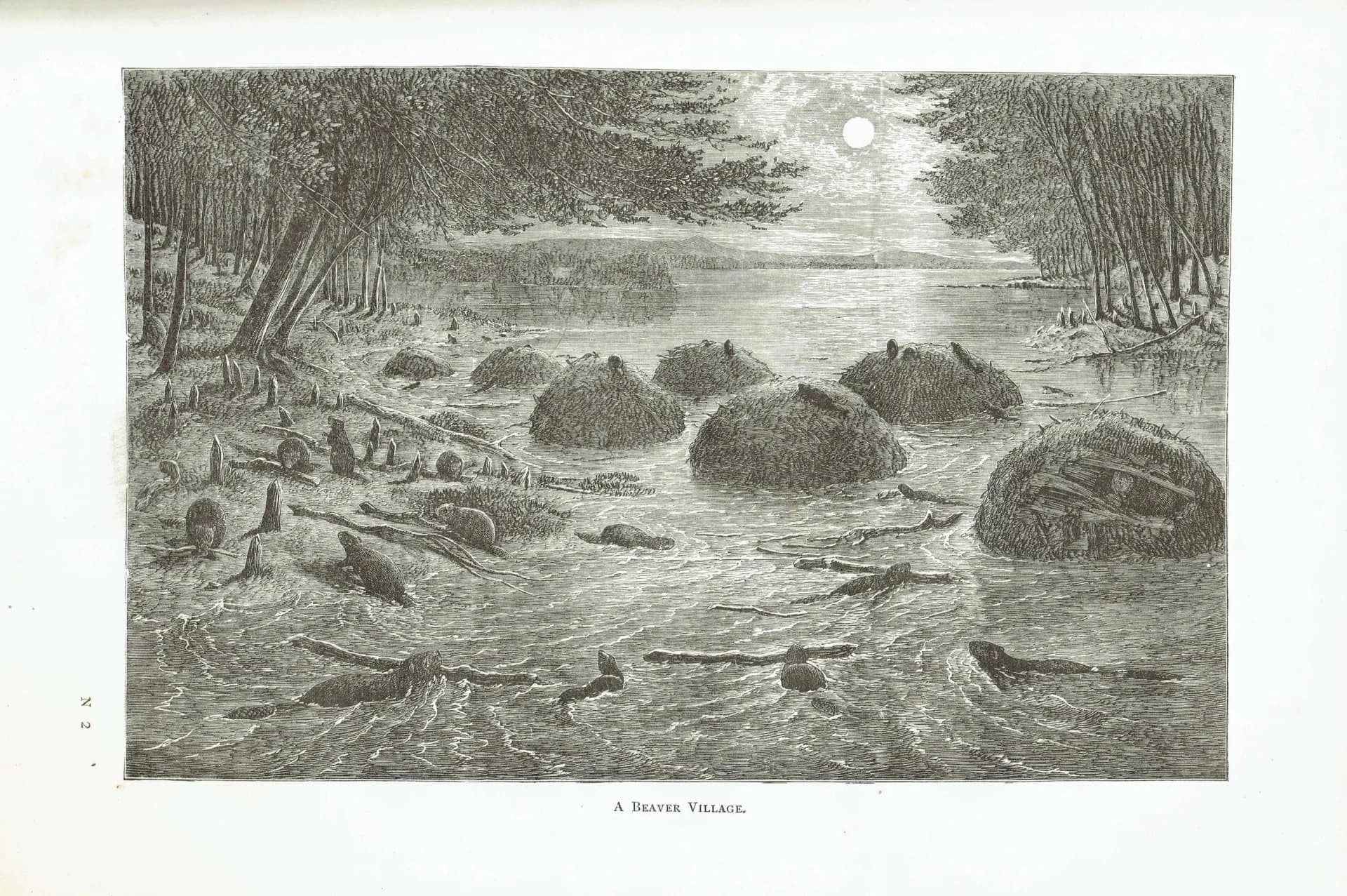 1885 Beaver Village Canada - Antique Engraving By Lorne - Canadian Wildlife Landscape Moonlit River Scene - 10 x 7 in
