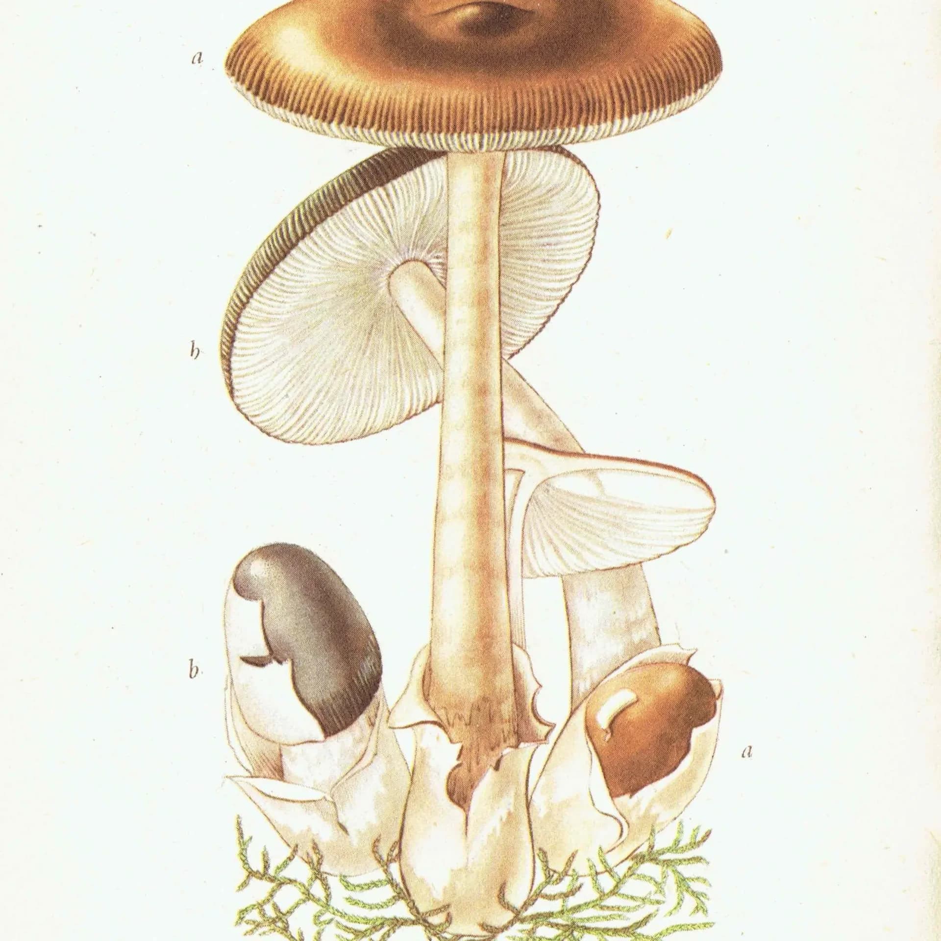 Original Morel Mushroom Botanical Print – 1943 Edible Fungi Illustration
