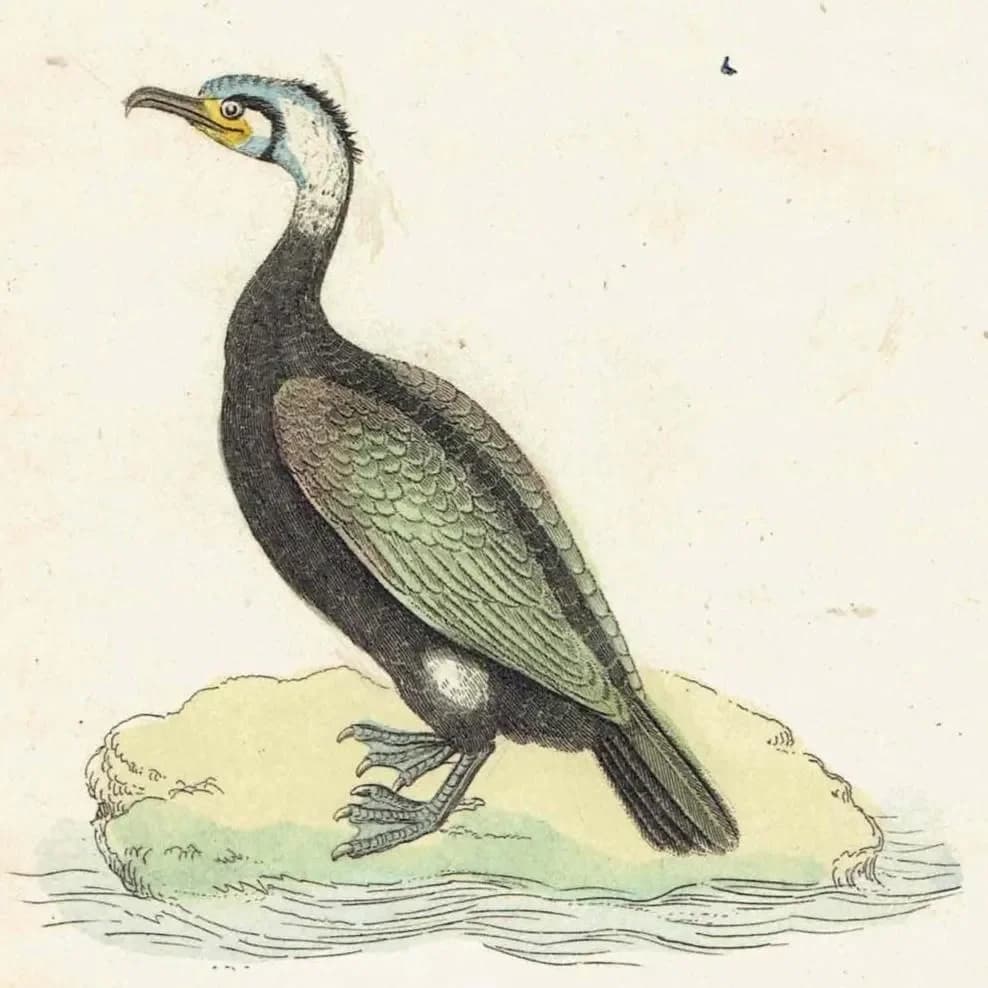 c.1835 Cormorant & Skua Gull Print - Hand-Coloured Ornithology Seabird Natural History - 7.25 x 4.25 in