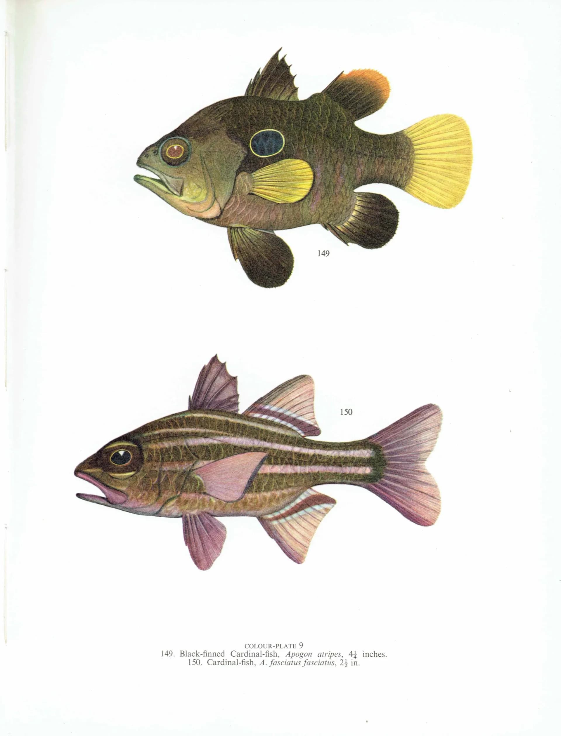 1964 Red Bulls-eye & Archer-fish - Original Vintage Print By Coates - Great Barrier Reef Marine Science Ichthyology - 7 x 9 in